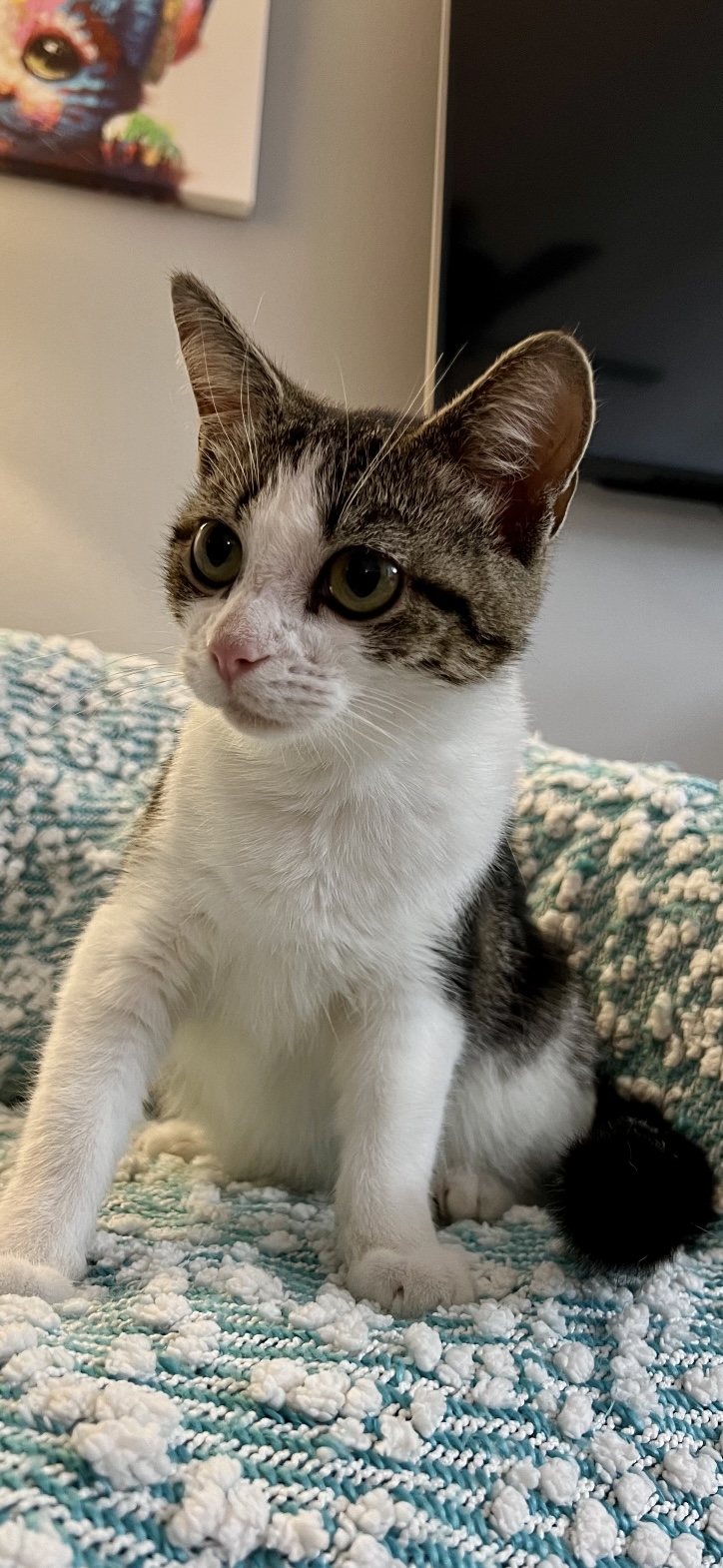Enlarge Blossom, a Adoptable mixed breed in Albany, NY image 2/4