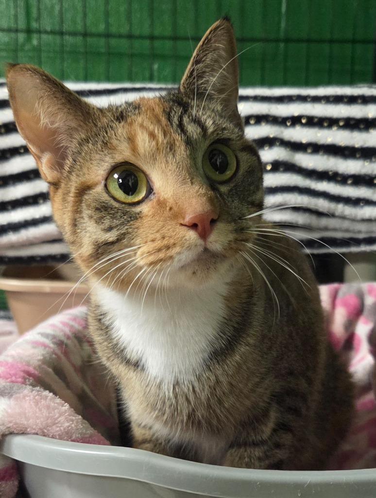 Enlarge Brooklyn, a Adoptable mixed breed in Olean, NY image 1/1