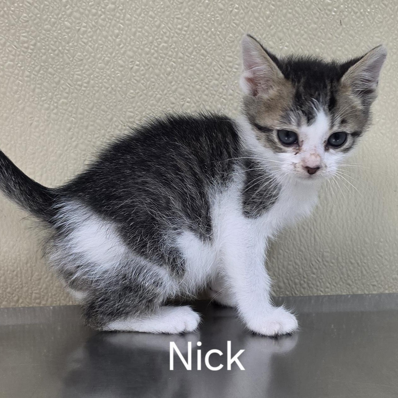 Nick, adoptable, Kitten Male Domestic Short Hair.
