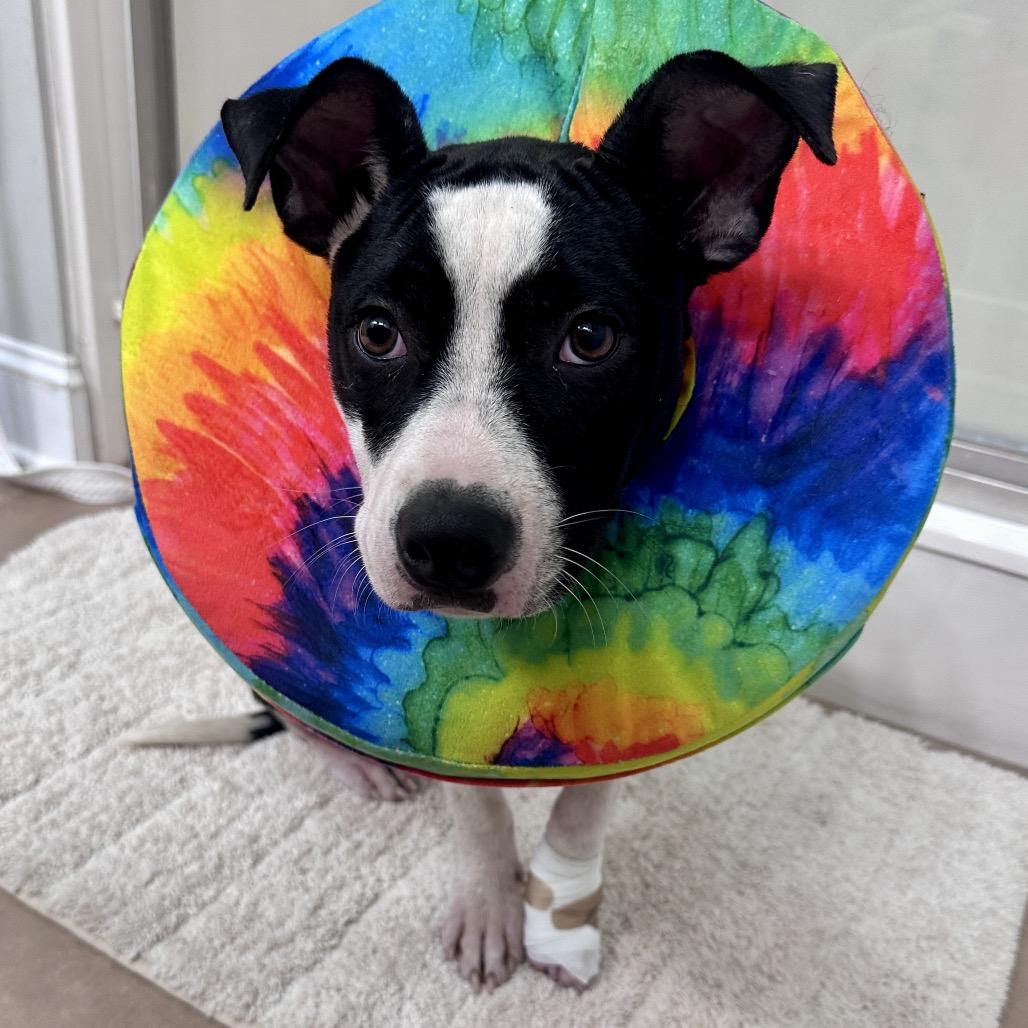 Enlarge Mila (Boo), a Adoptable Terrier in Huntsville, AL image 1/6