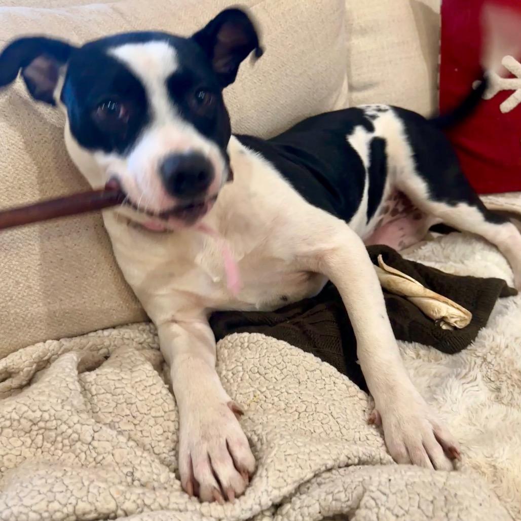 Enlarge Mila (Boo), a Adoptable Terrier in Huntsville, AL image 3/6