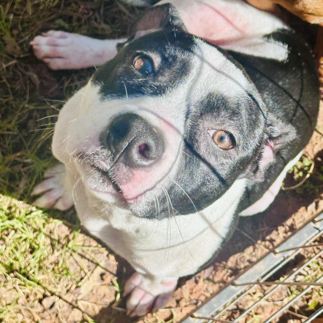 Enlarge Mila (Boo), a Adoptable Terrier in Huntsville, AL image 4/6