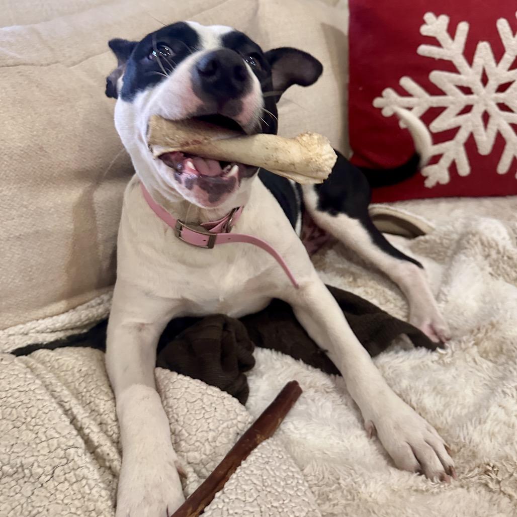 Enlarge Mila (Boo), a Adoptable Terrier in Huntsville, AL image 5/6