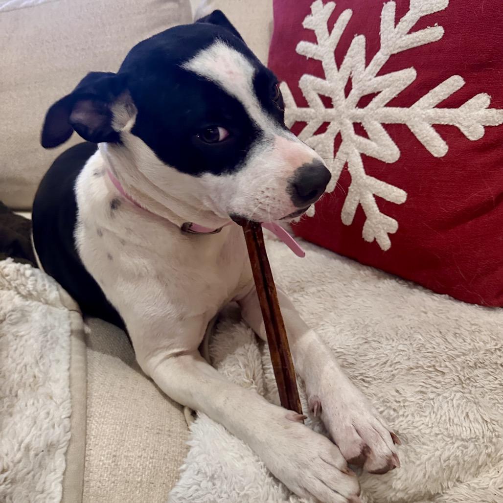 Enlarge Mila (Boo), a Adoptable Terrier in Huntsville, AL image 6/6