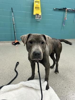 Lyra — thumbnail 2