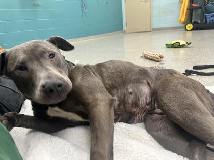 Lyra — thumbnail 3