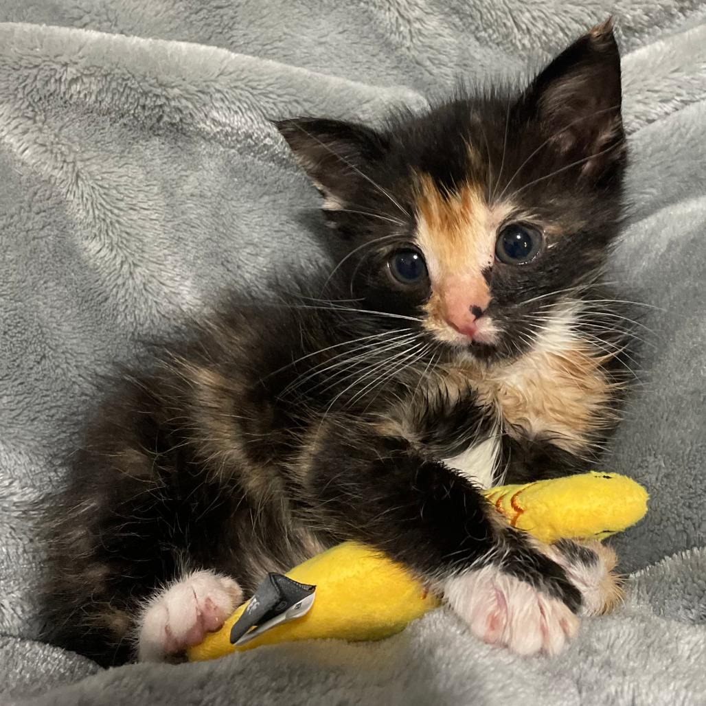 Splat, a Adoptable Domestic Short Hair in Lions Bay, BC image 2/2