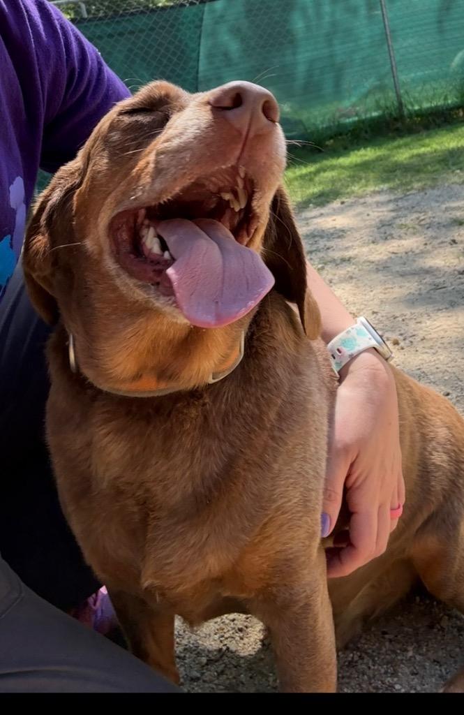 Enlarge Grasshopper, a Adoptable mixed breed in Hampton, VA image 1/2