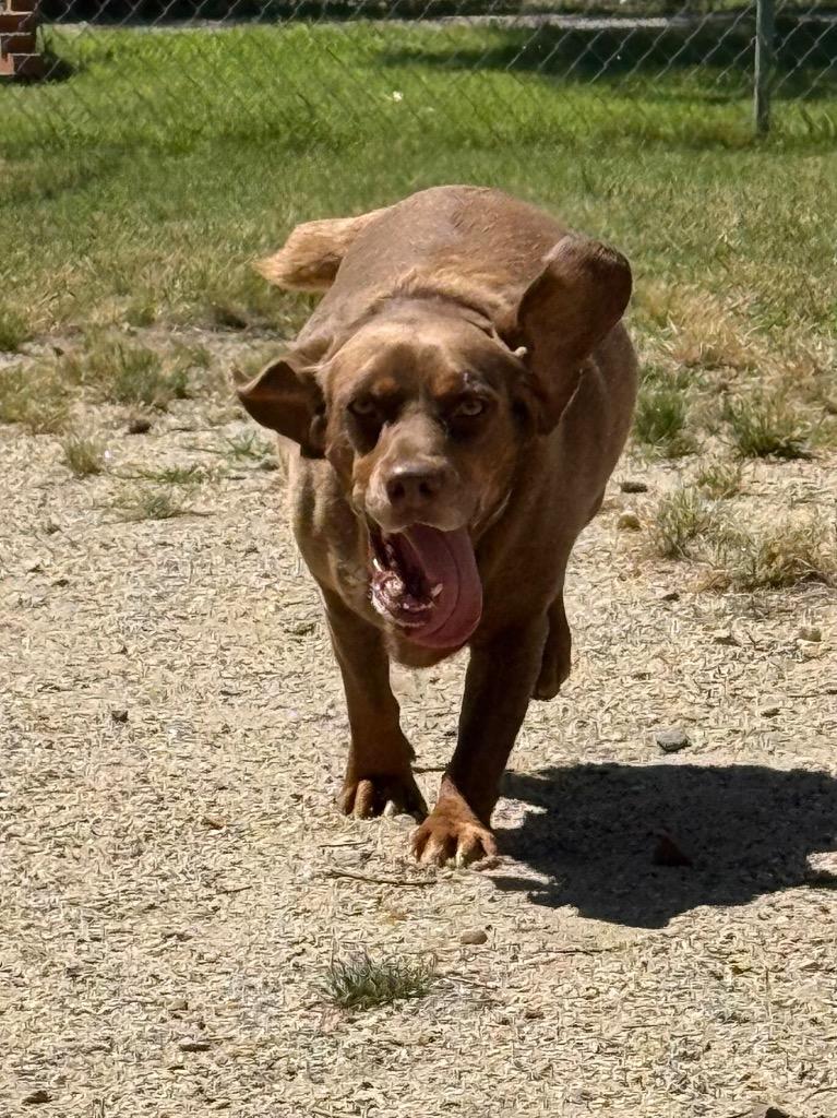 Enlarge Grasshopper, a Adoptable mixed breed in Hampton, VA image 2/2