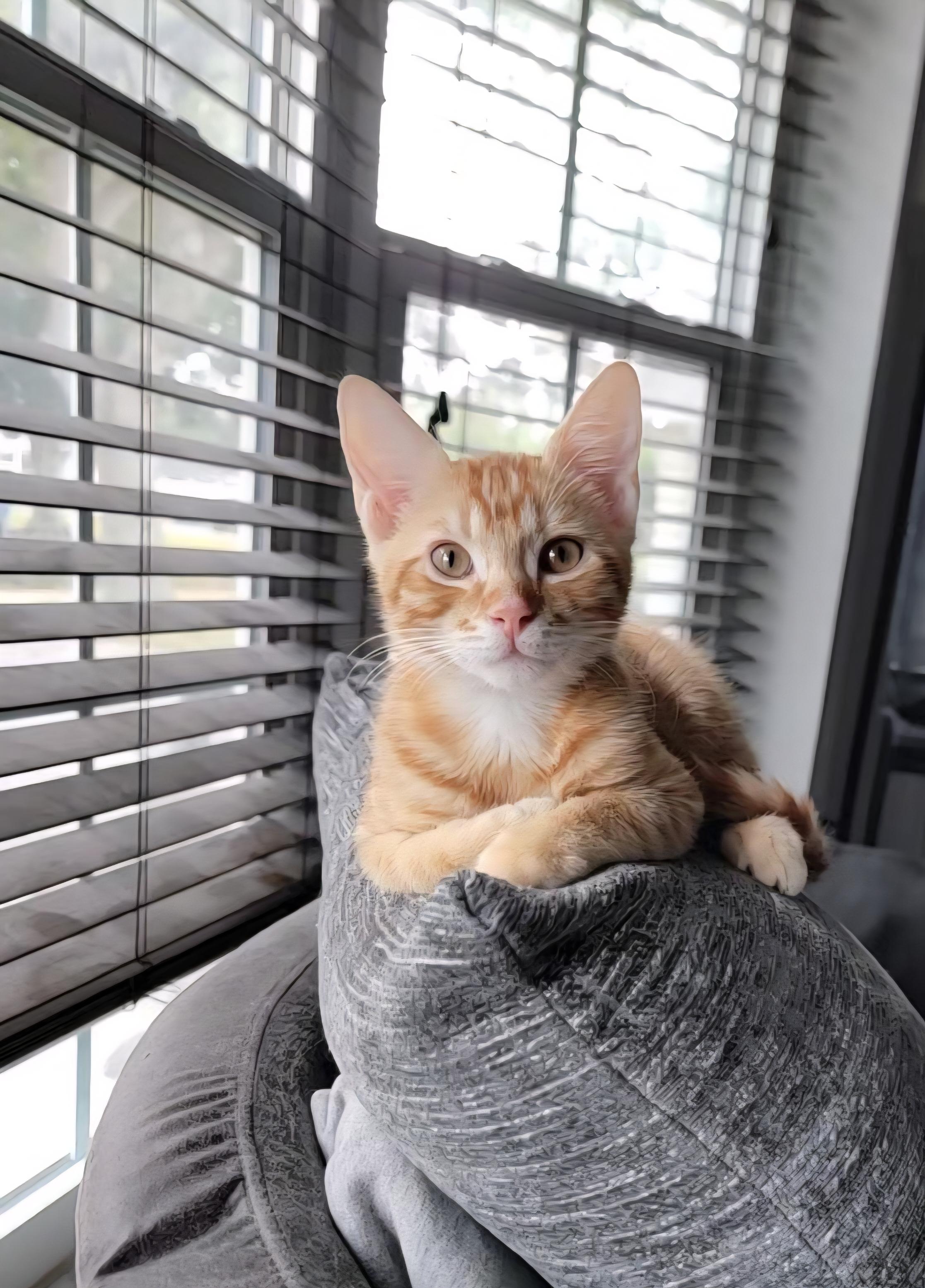 George Weasley, Adopted, Young Male Domestic Short Hair.