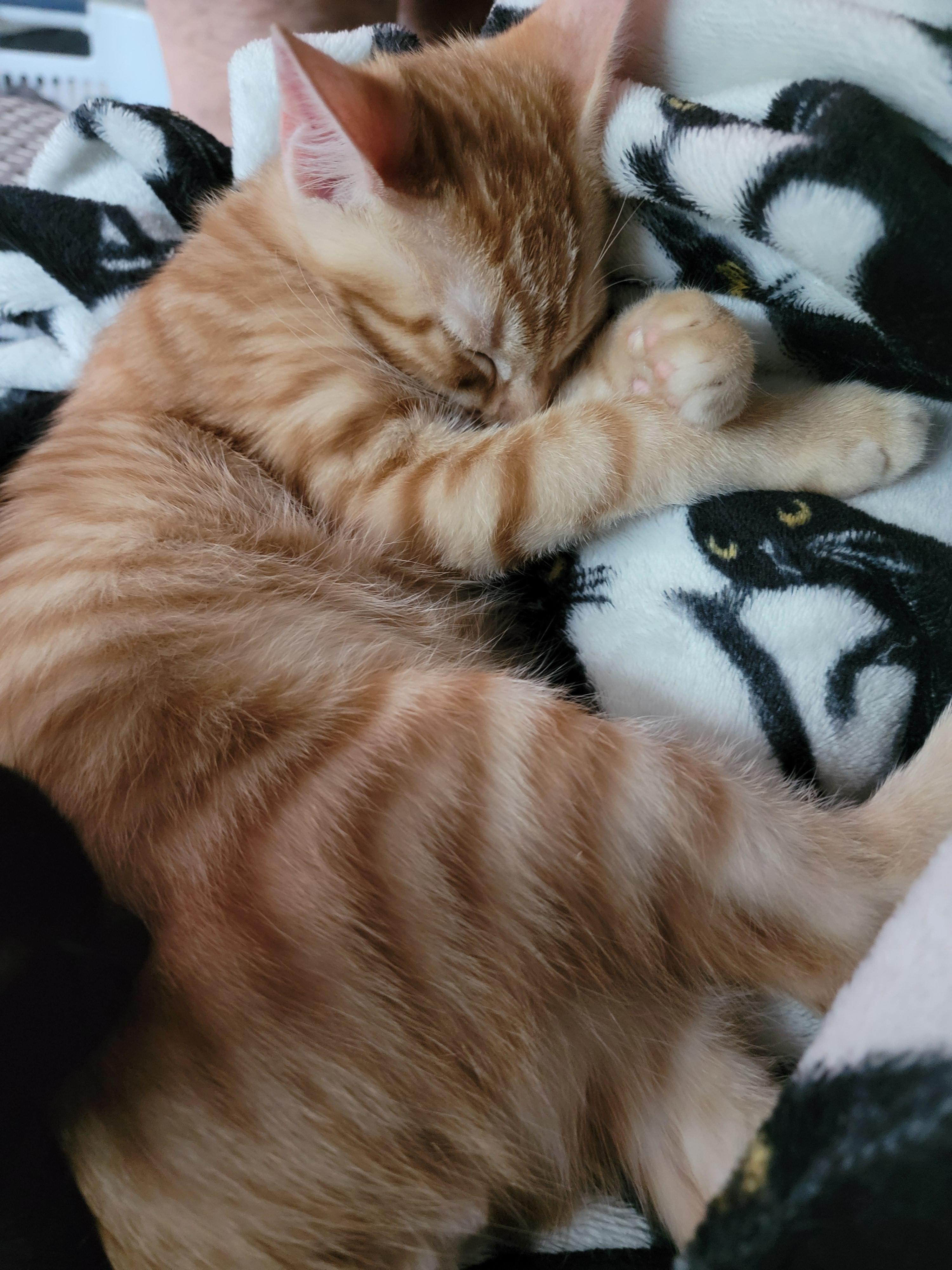 George Weasley, a Adopted mixed breed in St Petersburg, FL image 3/6