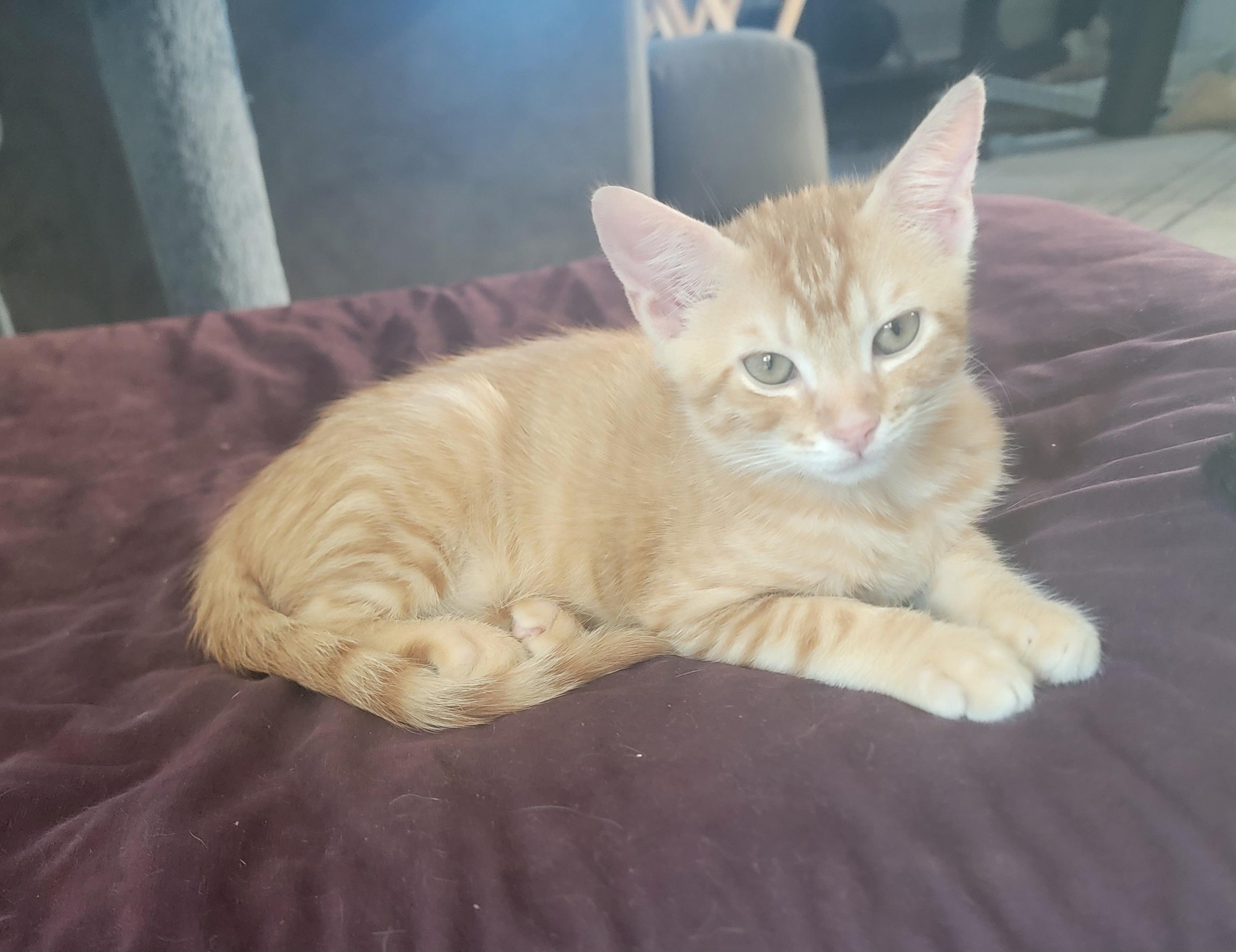 George Weasley, a Adopted mixed breed in St Petersburg, FL image 4/6