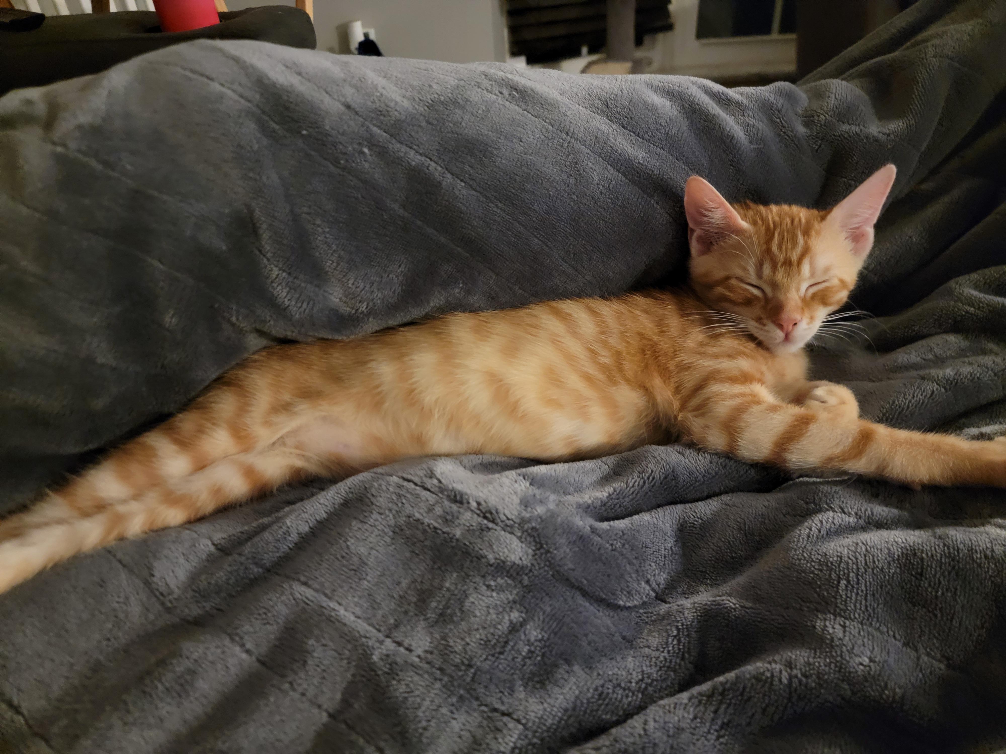 George Weasley, a Adopted mixed breed in St Petersburg, FL image 5/6