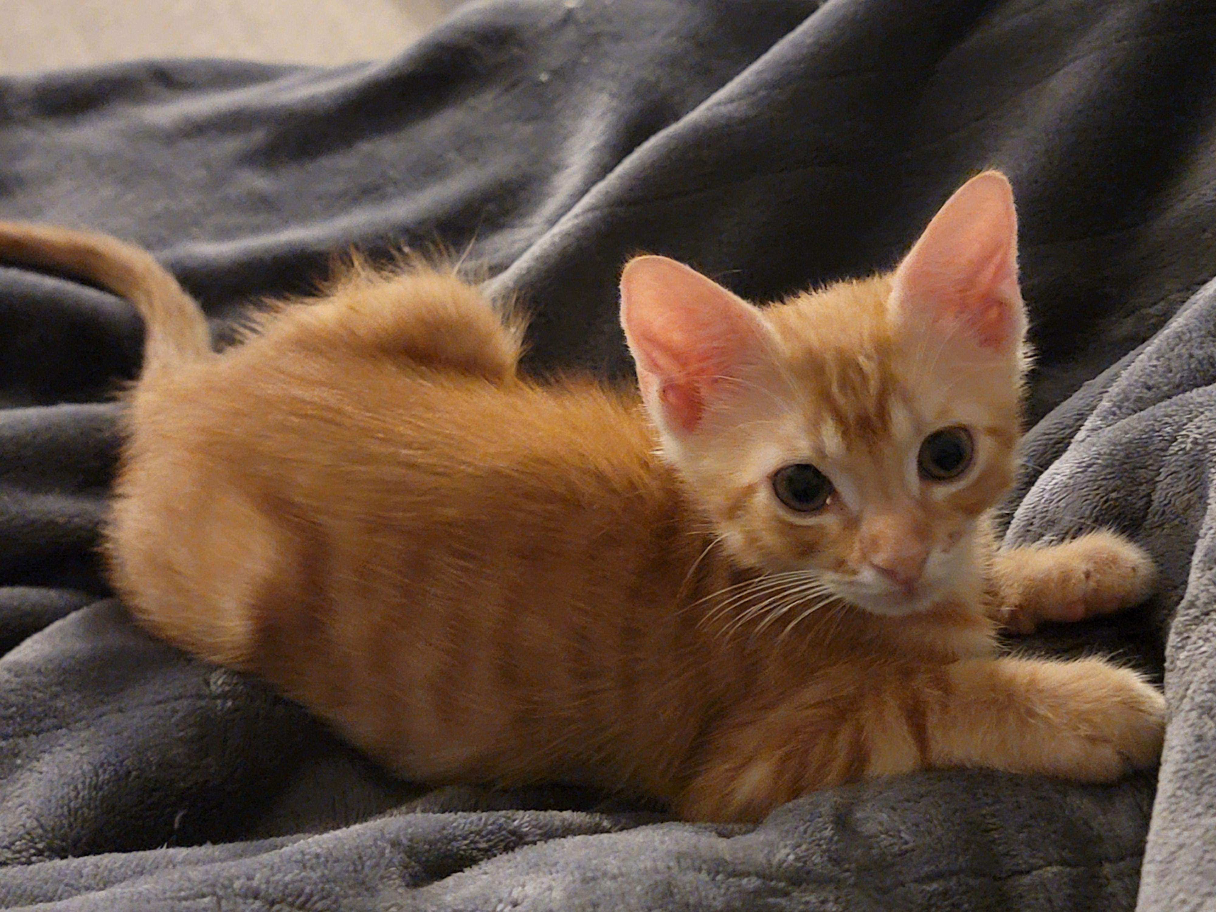 George Weasley, a Adopted mixed breed in St Petersburg, FL image 6/6