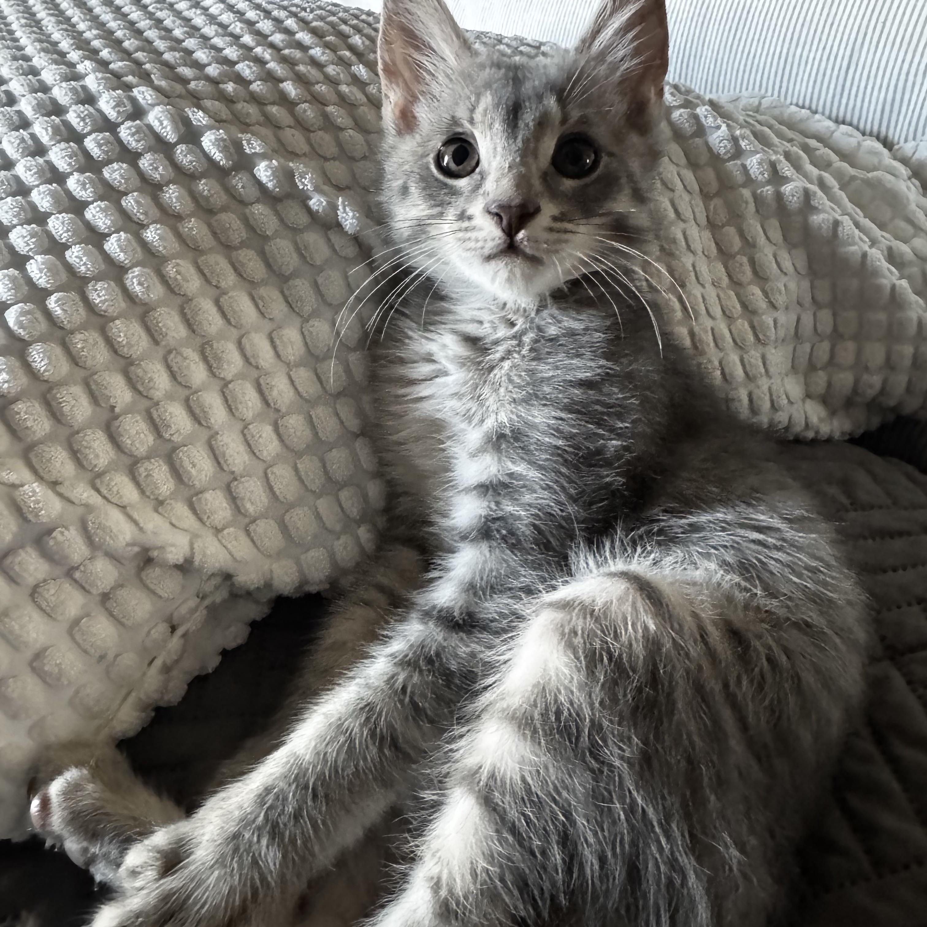 Pip, ADOPTABLE, Kitten Male Domestic Short Hair.