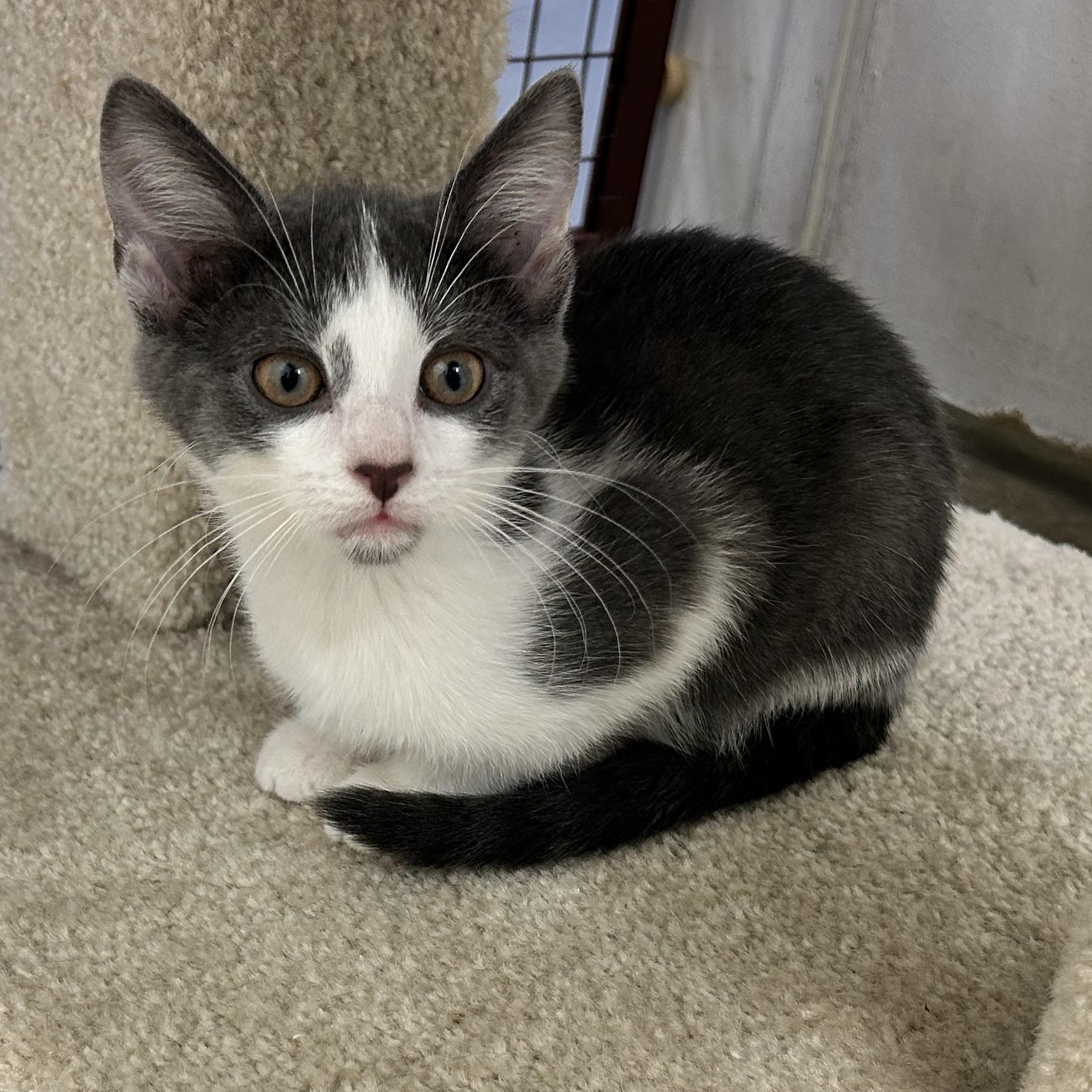 Enlarge ALI, a Adoptable mixed breed in Wilmington, OH image 2/2
