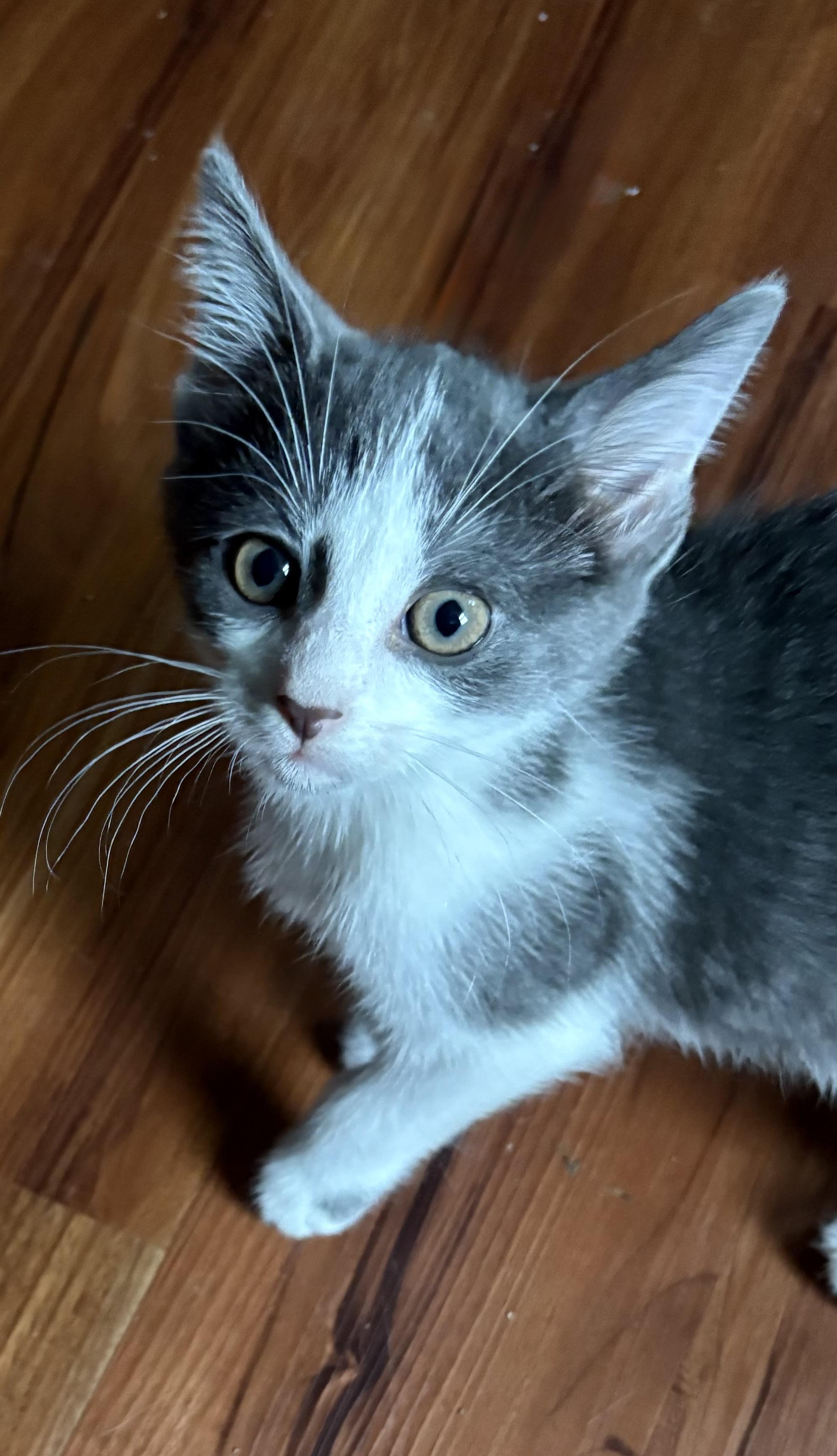 ALI, Adoptable, Kitten Female Domestic Short Hair & Domestic Medium Hair.