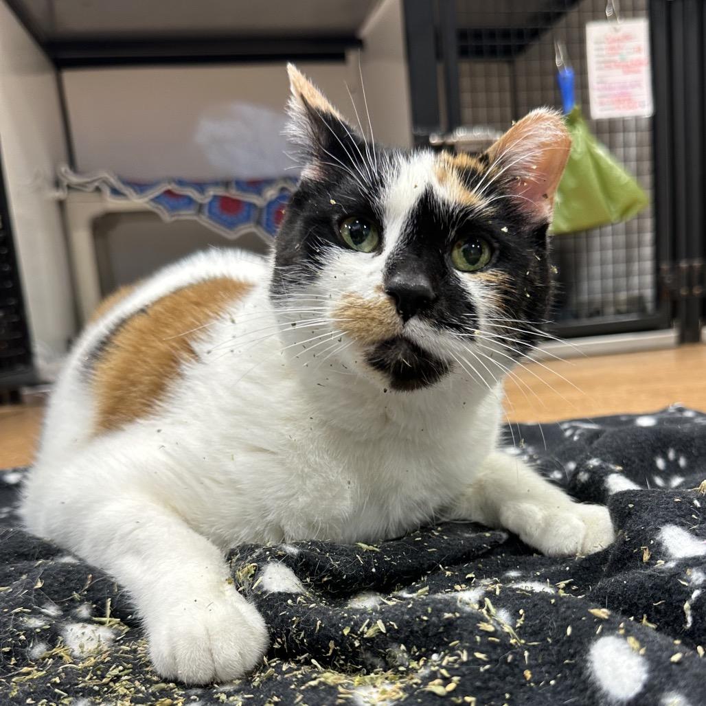 Caterpillar, Adoptable, Senior Female Domestic Short Hair.