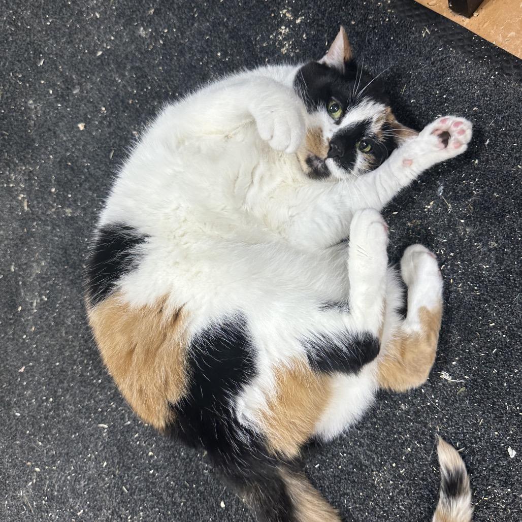 Caterpillar, a Adoptable Domestic Short Hair in Puslinch, ON image 2/6