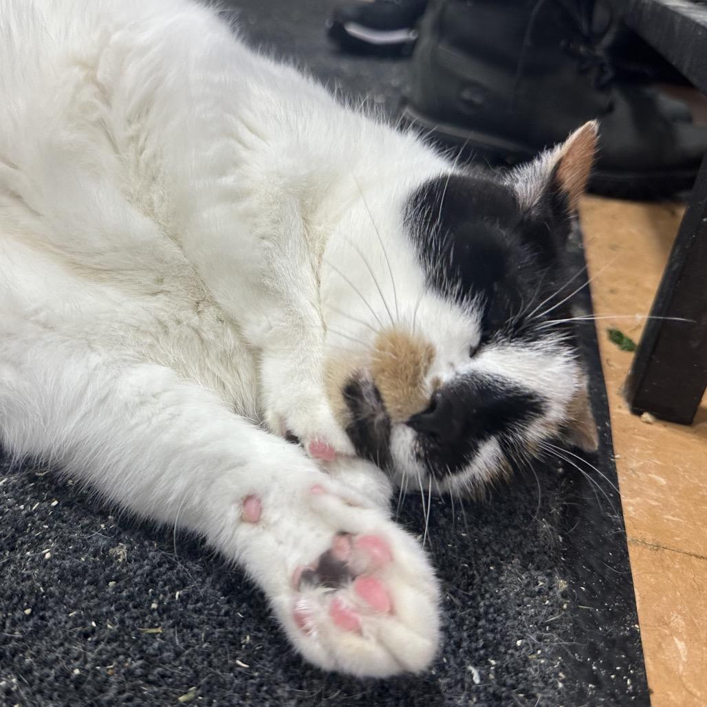 Caterpillar, a Adoptable Domestic Short Hair in Puslinch, ON image 3/6