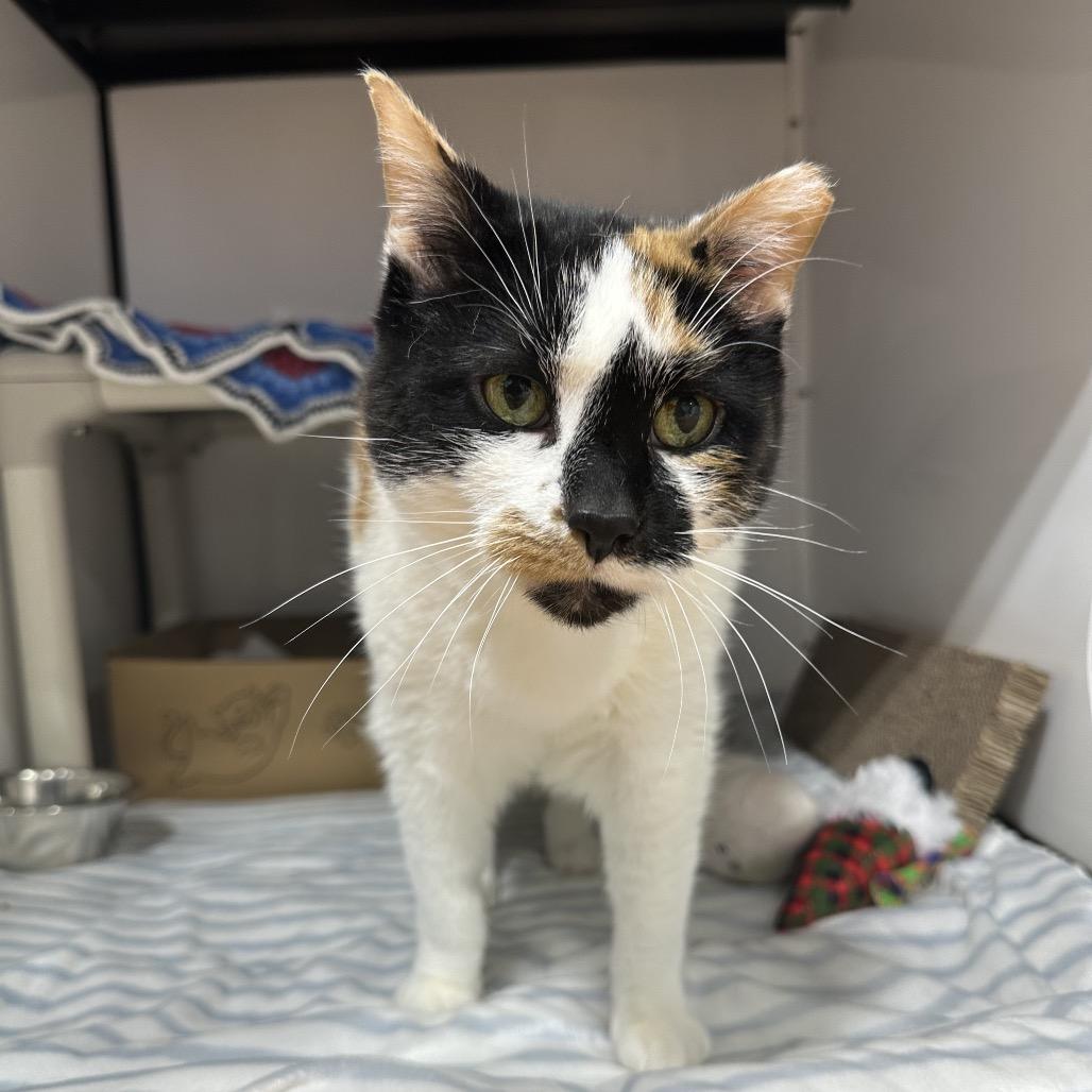 Caterpillar, a Adoptable Domestic Short Hair in Puslinch, ON image 4/6