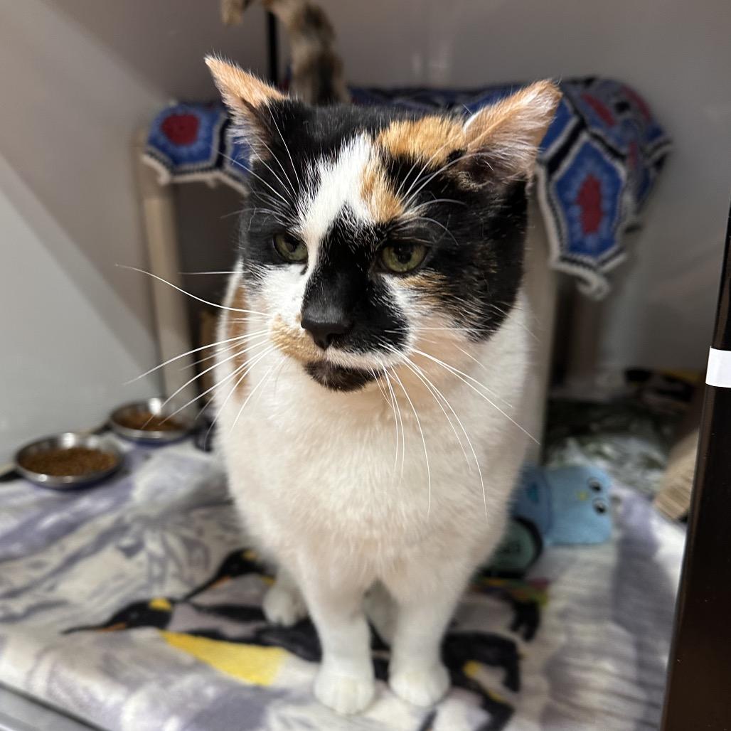 Caterpillar, a Adoptable Domestic Short Hair in Puslinch, ON image 5/6