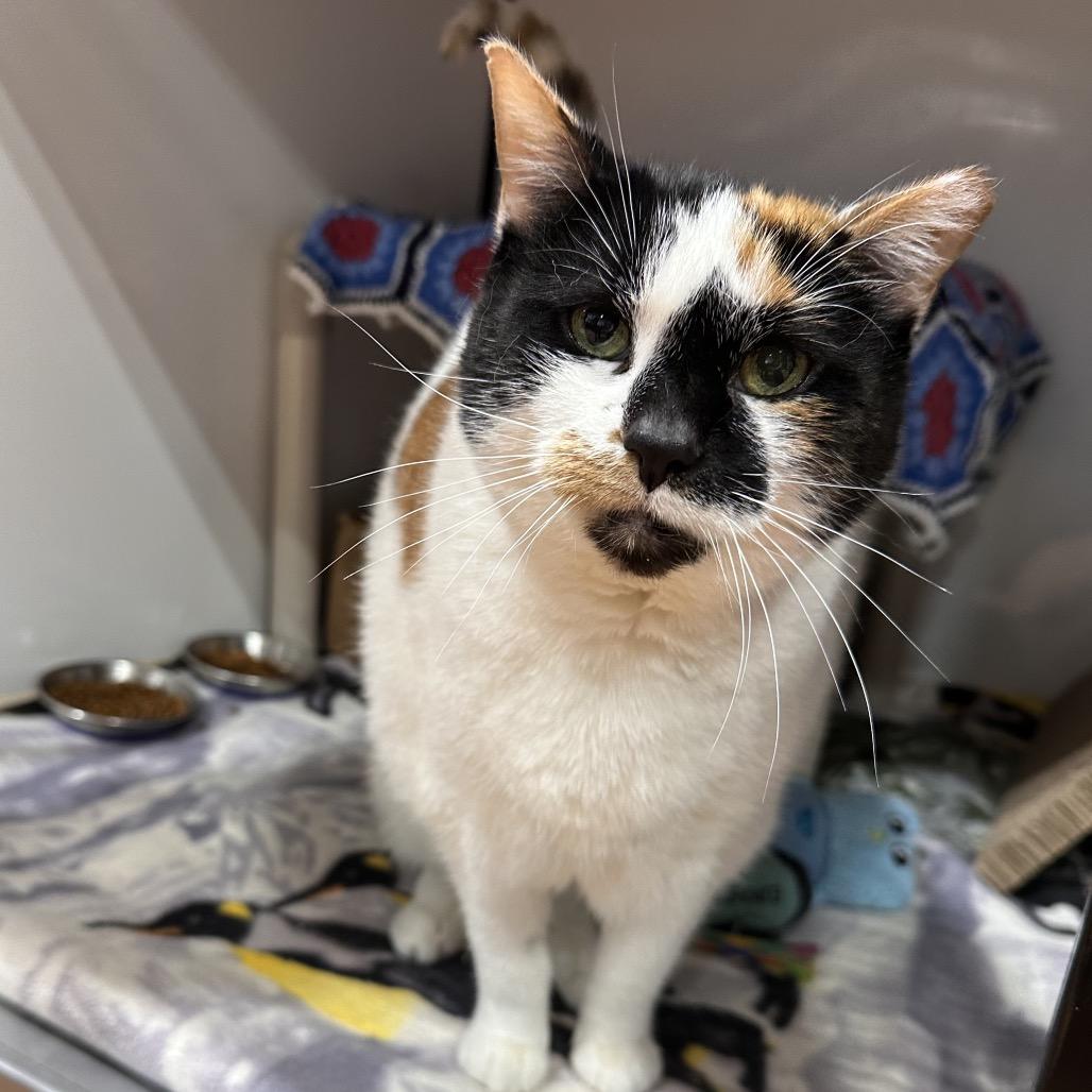 Caterpillar, a Adoptable Domestic Short Hair in Puslinch, ON image 6/6