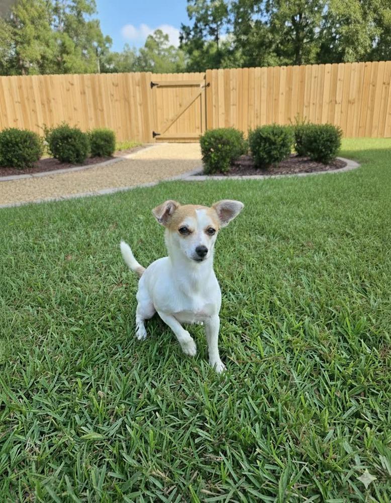 Sweet Pea, a Adoptable mixed breed in Bonifay, FL image 2/3