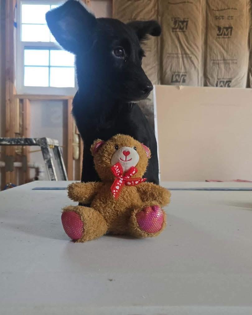 Enlarge Ember, a Adopted mixed breed in New Rochelle, NY image 2/2
