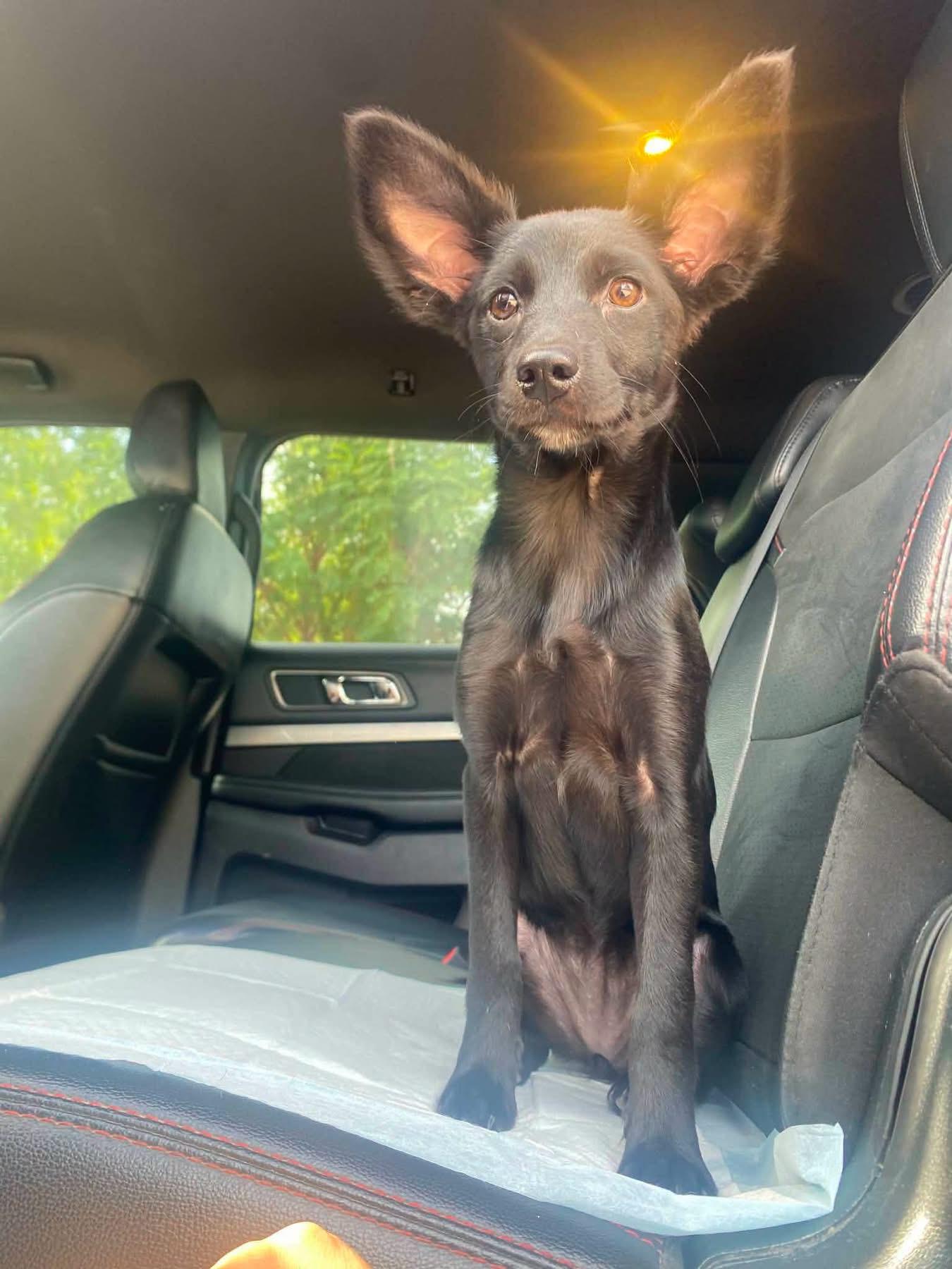 Ember, Adopted, Puppy Female German Shepherd Dog & Miniature Pinscher.