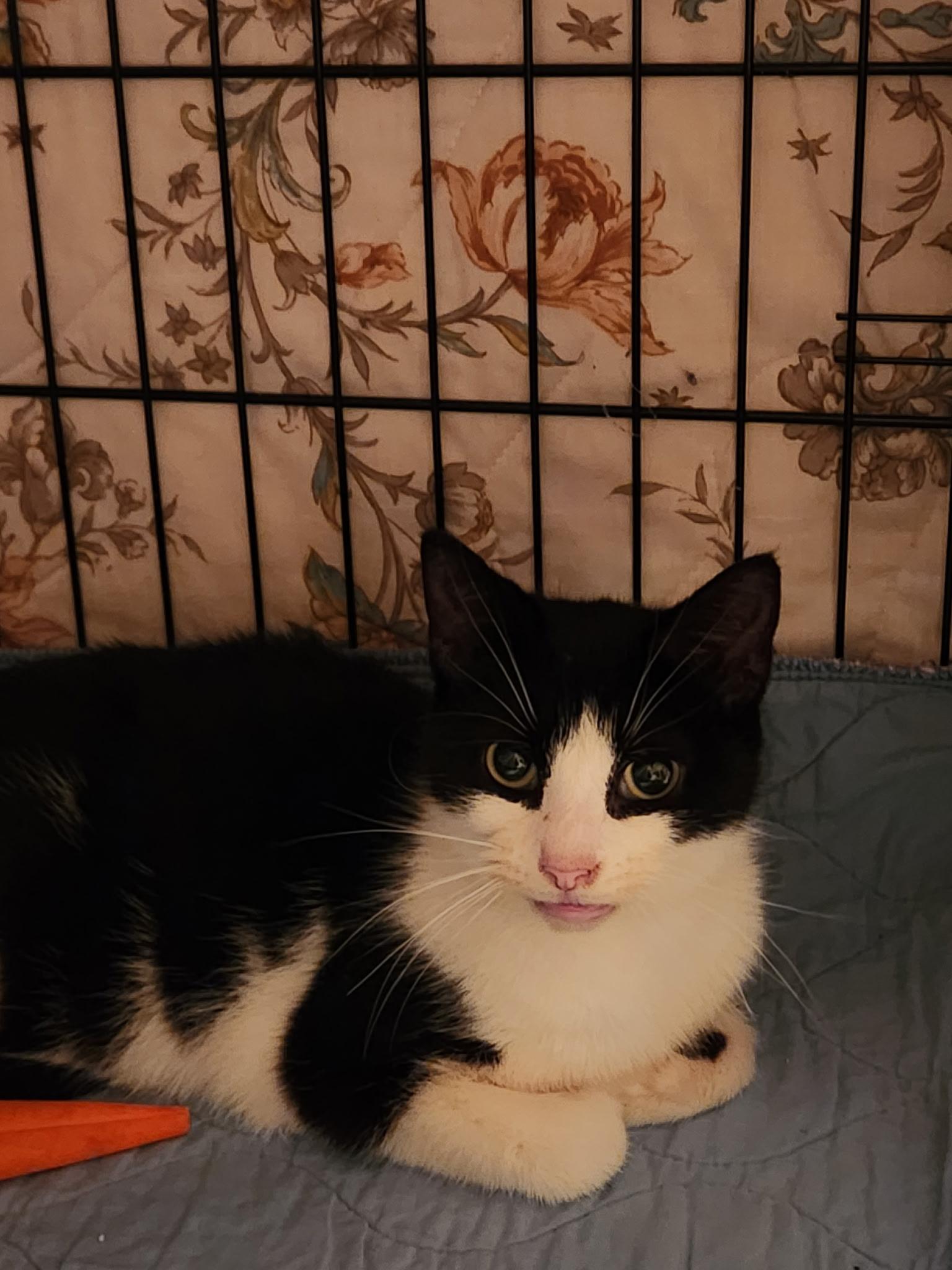 Enlarge Goldstein, a ADOPTABLE Domestic Short Hair in Warminster, PA image 3/4