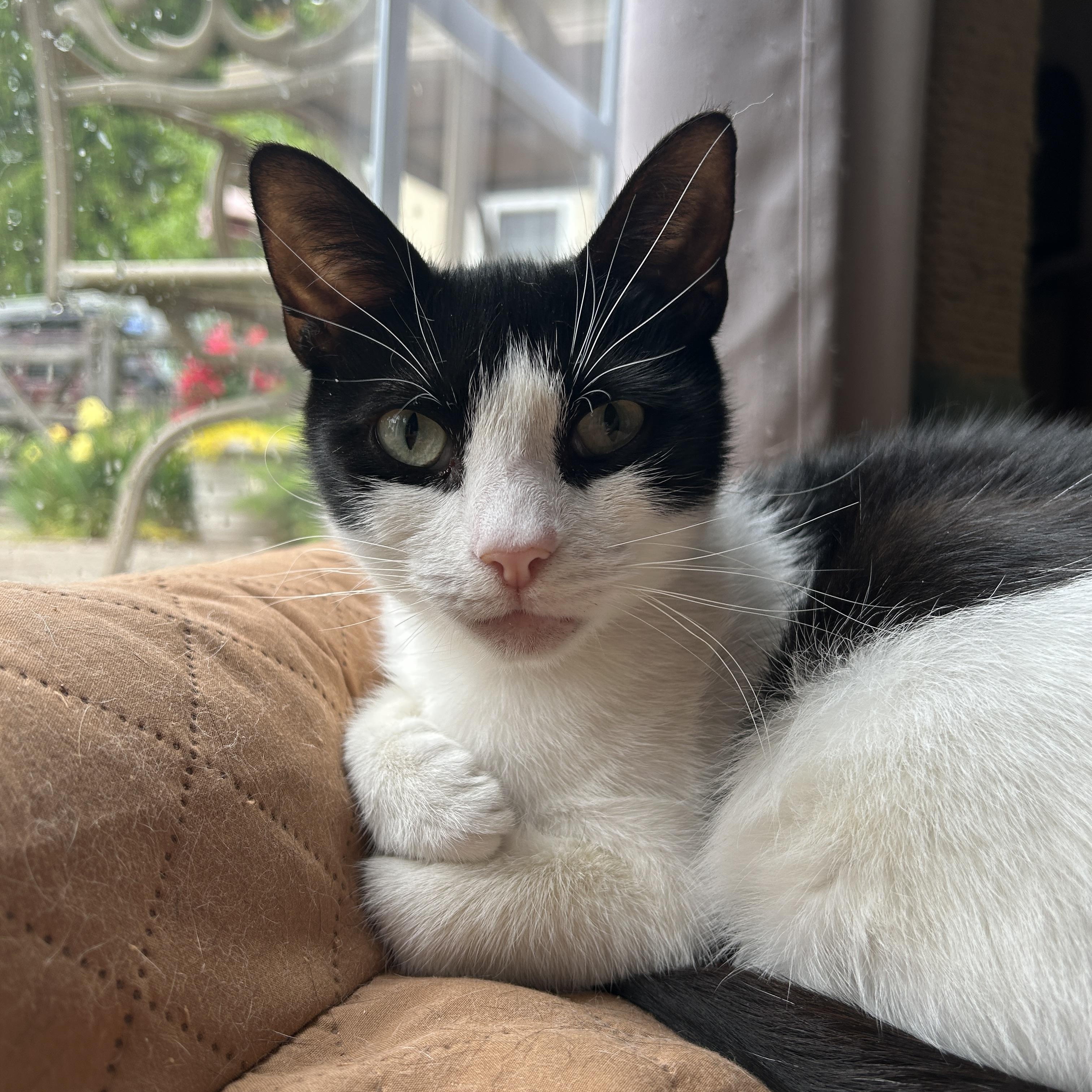 Goldstein, a ADOPTABLE Domestic Short Hair in Warminster, PA image 1/6