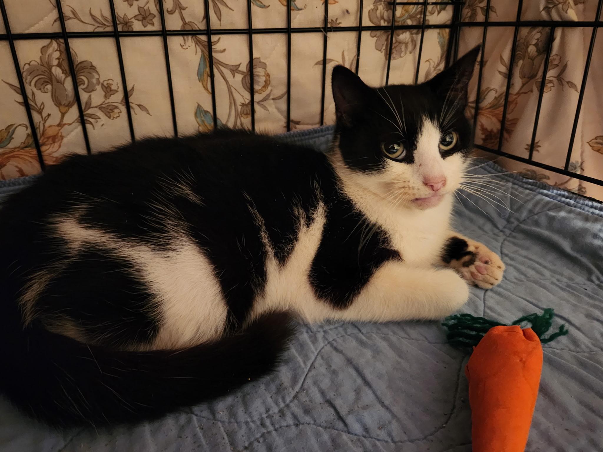 Enlarge Goldstein, a ADOPTABLE Domestic Short Hair in Warminster, PA image 2/4