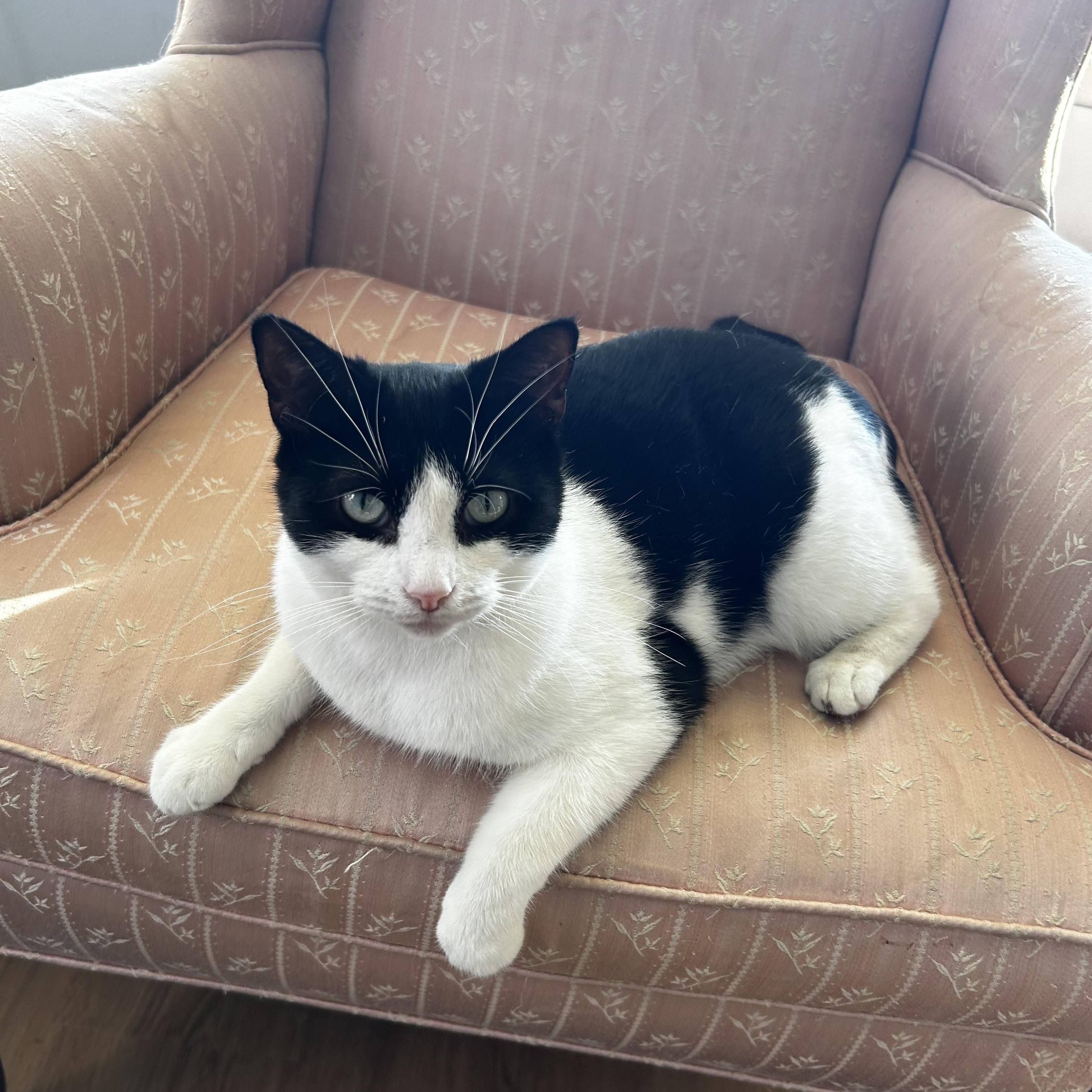 Enlarge Goldstein, a ADOPTABLE Domestic Short Hair in Warminster, PA image 5/6