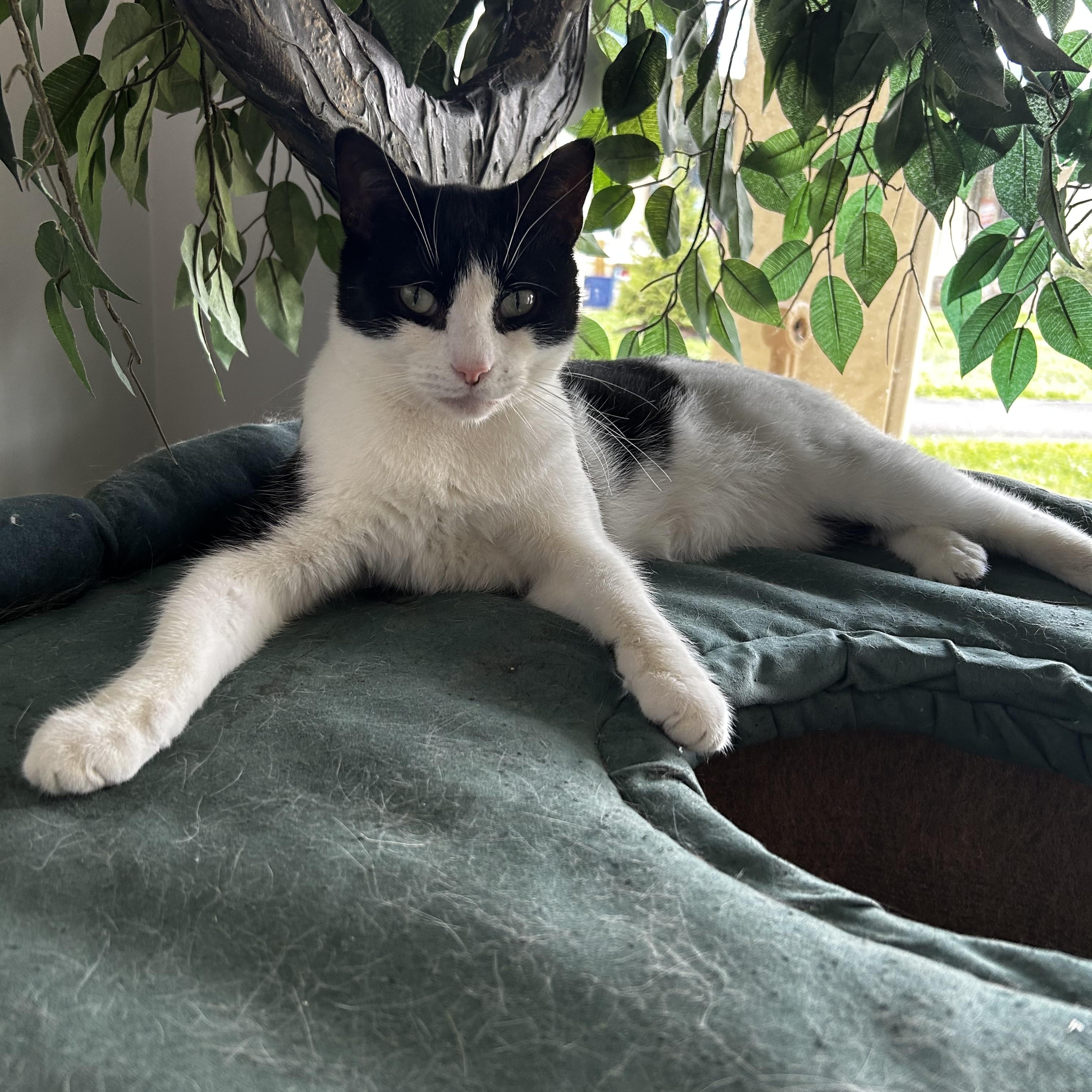 Goldstein, ADOPTABLE, Young Male Domestic Short Hair.