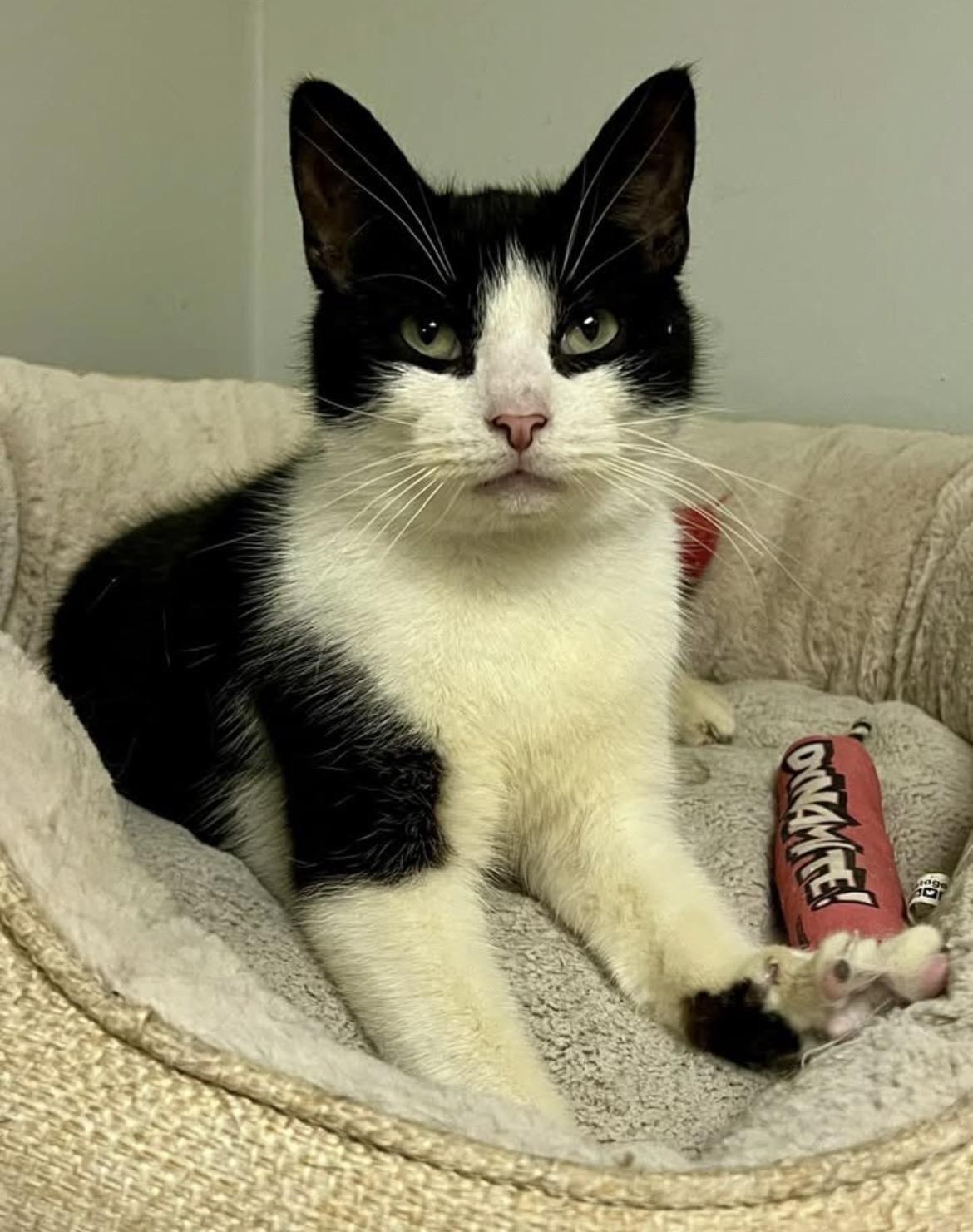 Enlarge Goldstein, a ADOPTABLE Domestic Short Hair in Warminster, PA image 1/4