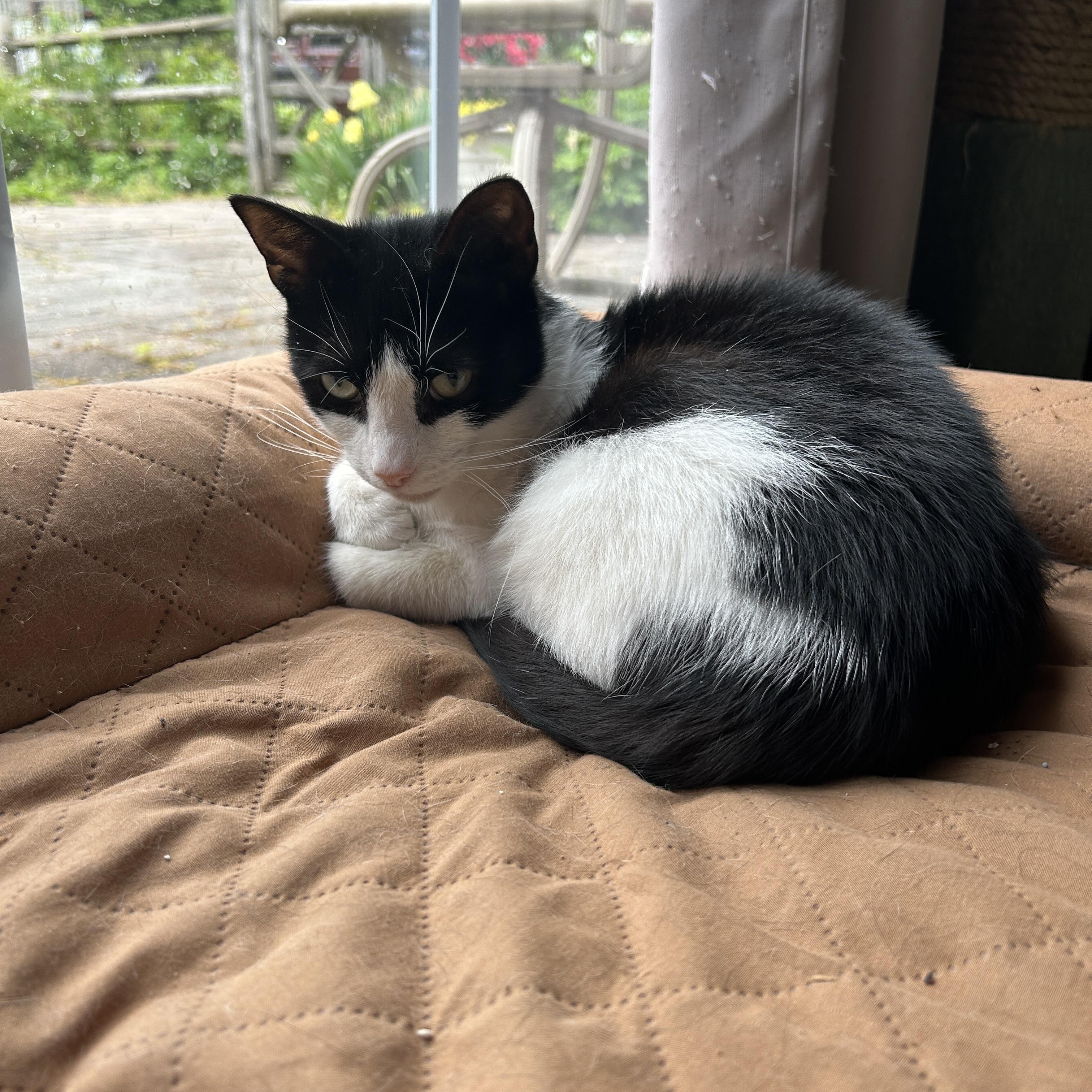 Goldstein, a ADOPTABLE Domestic Short Hair in Warminster, PA image 2/6