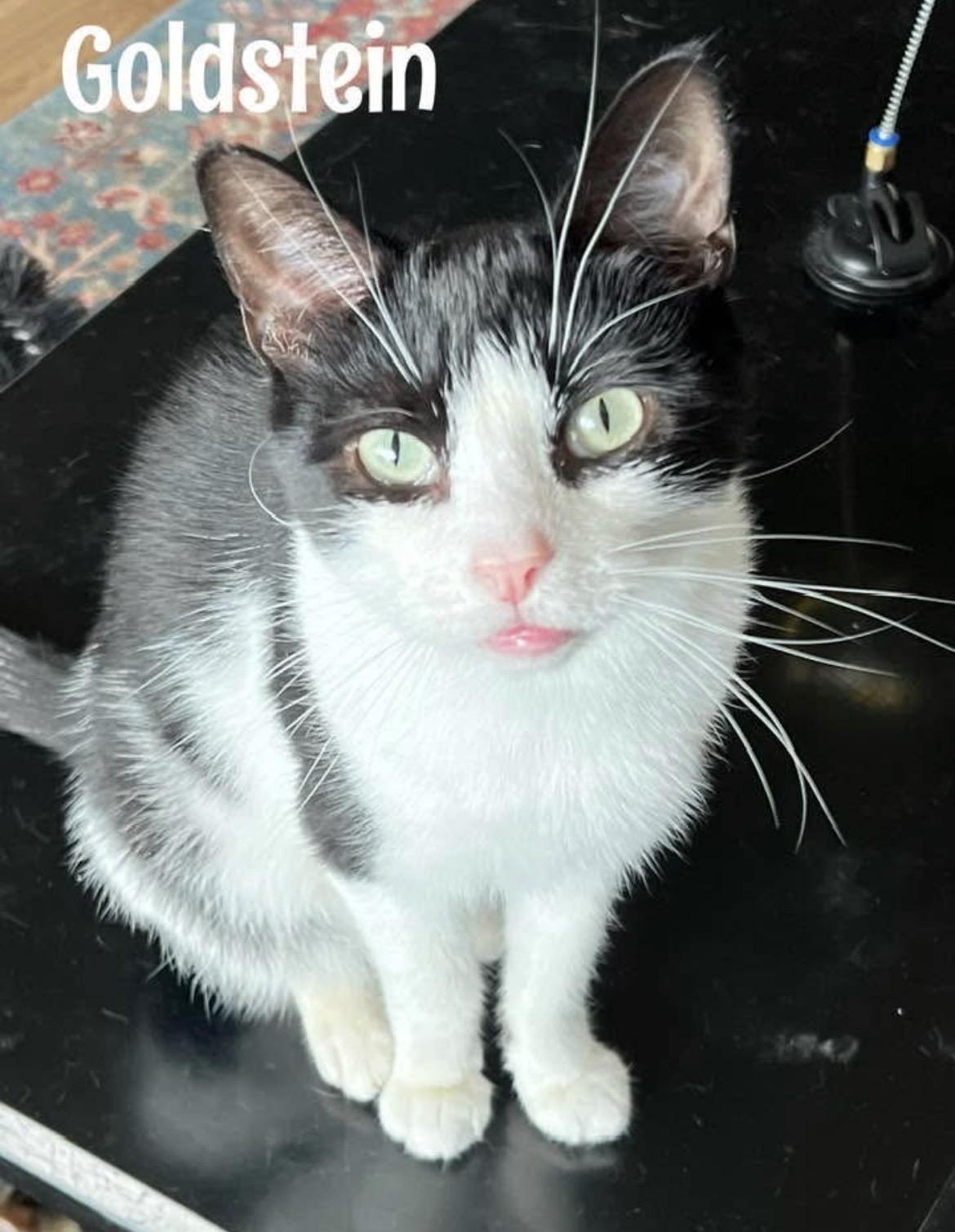 Goldstein, a ADOPTABLE Domestic Short Hair in Warminster, PA image 2/6