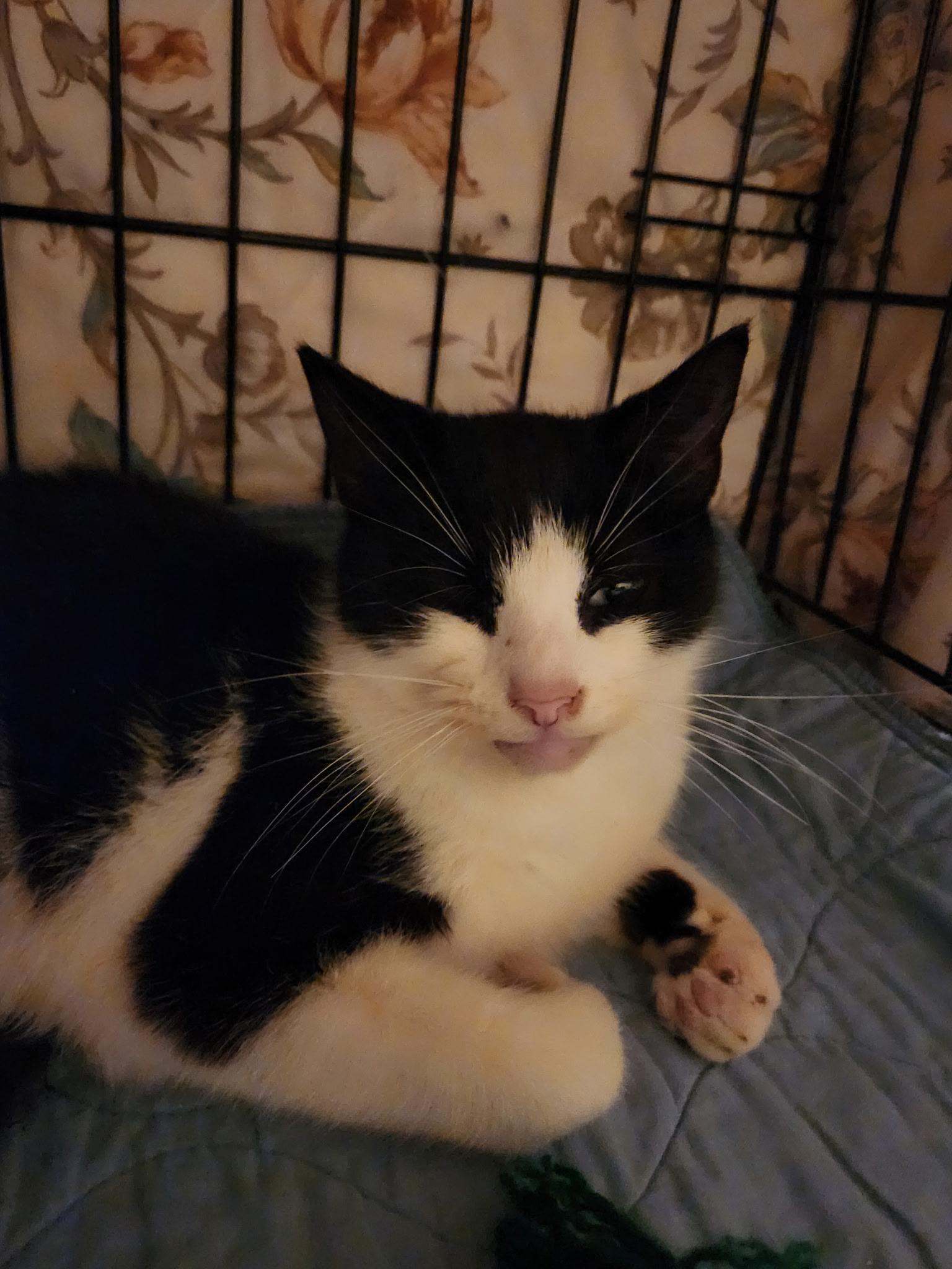 Enlarge Goldstein, a ADOPTABLE Domestic Short Hair in Warminster, PA image 4/4