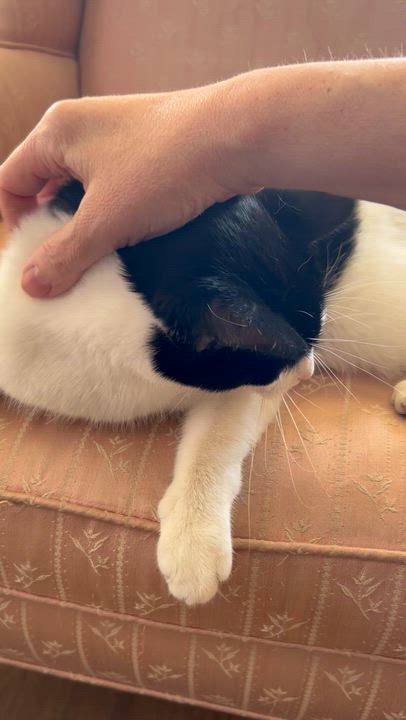 Enlarge Goldstein, a ADOPTABLE Domestic Short Hair in Warminster, PA video 6/6