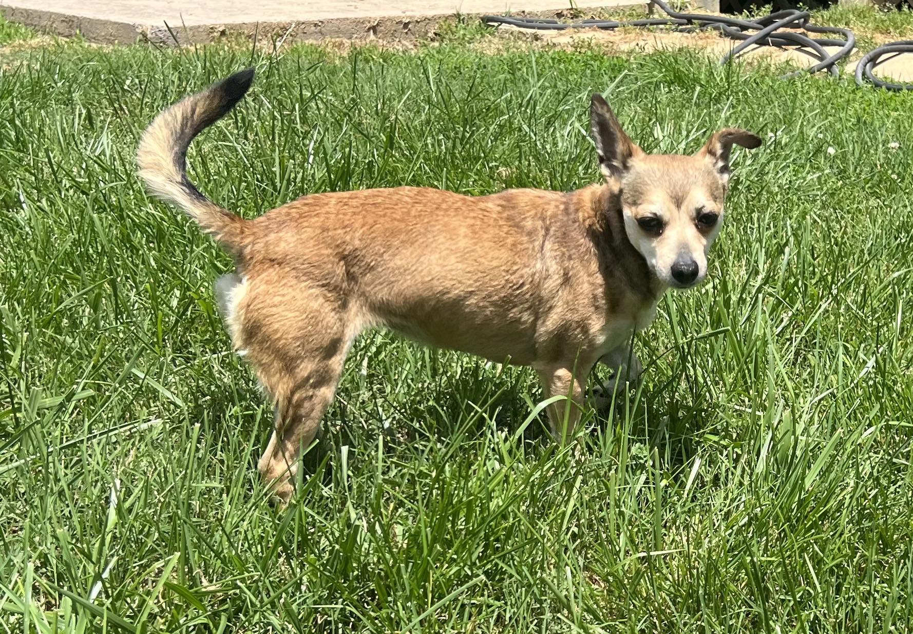 Enlarge Millie, a Adoptable mixed breed in Middletown, NJ image 2/3