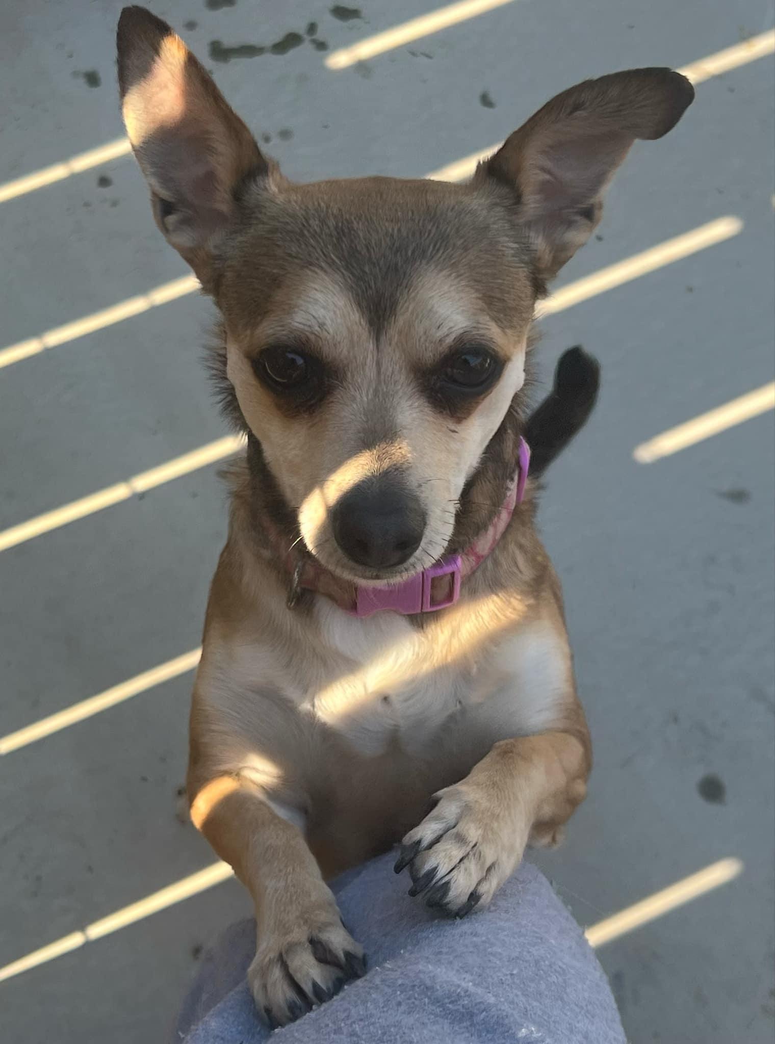 Millie, Adoptable, Adult Female Chihuahua.