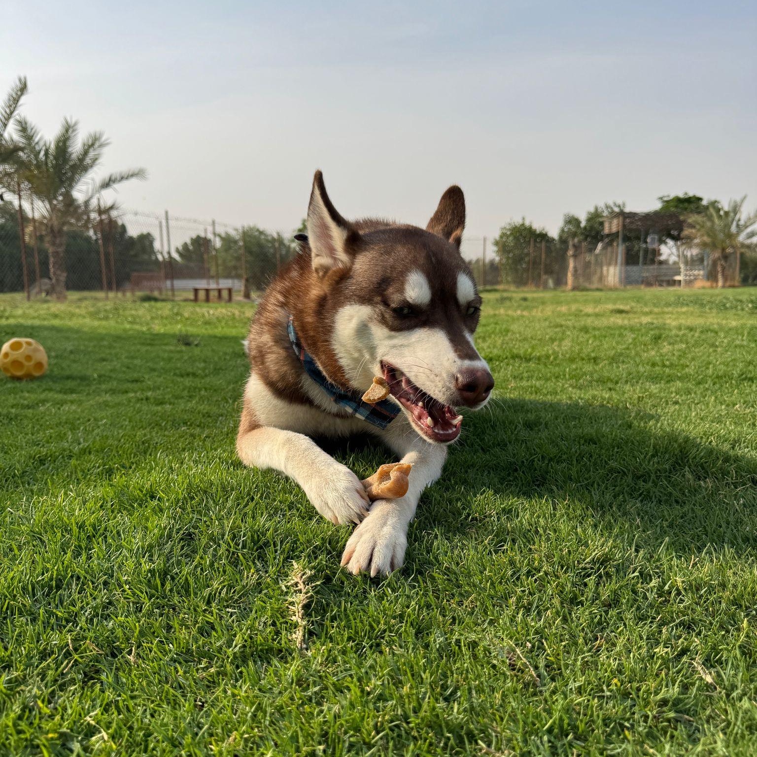 Friendly Eden from Kuwait 4