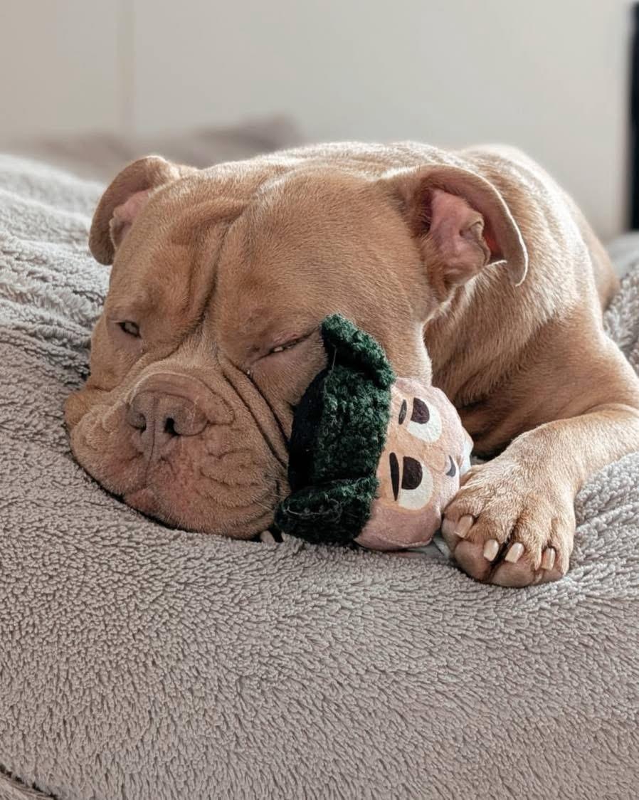 Meaty, ADOPTABLE, Adult Male Bulldog.