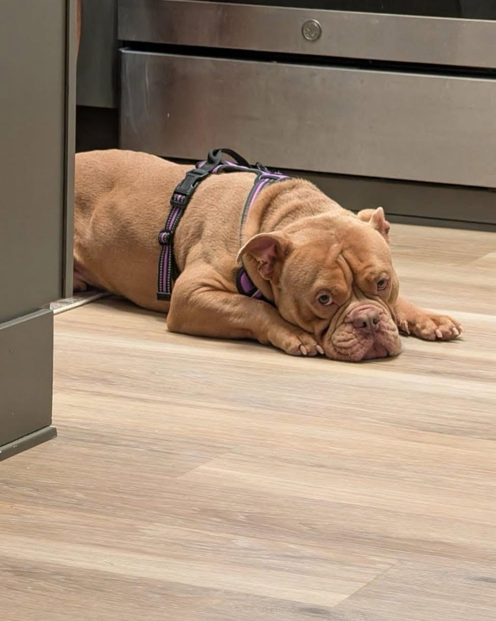 Enlarge Meaty, a ADOPTABLE mixed breed in Grand Haven, MI image 2/3