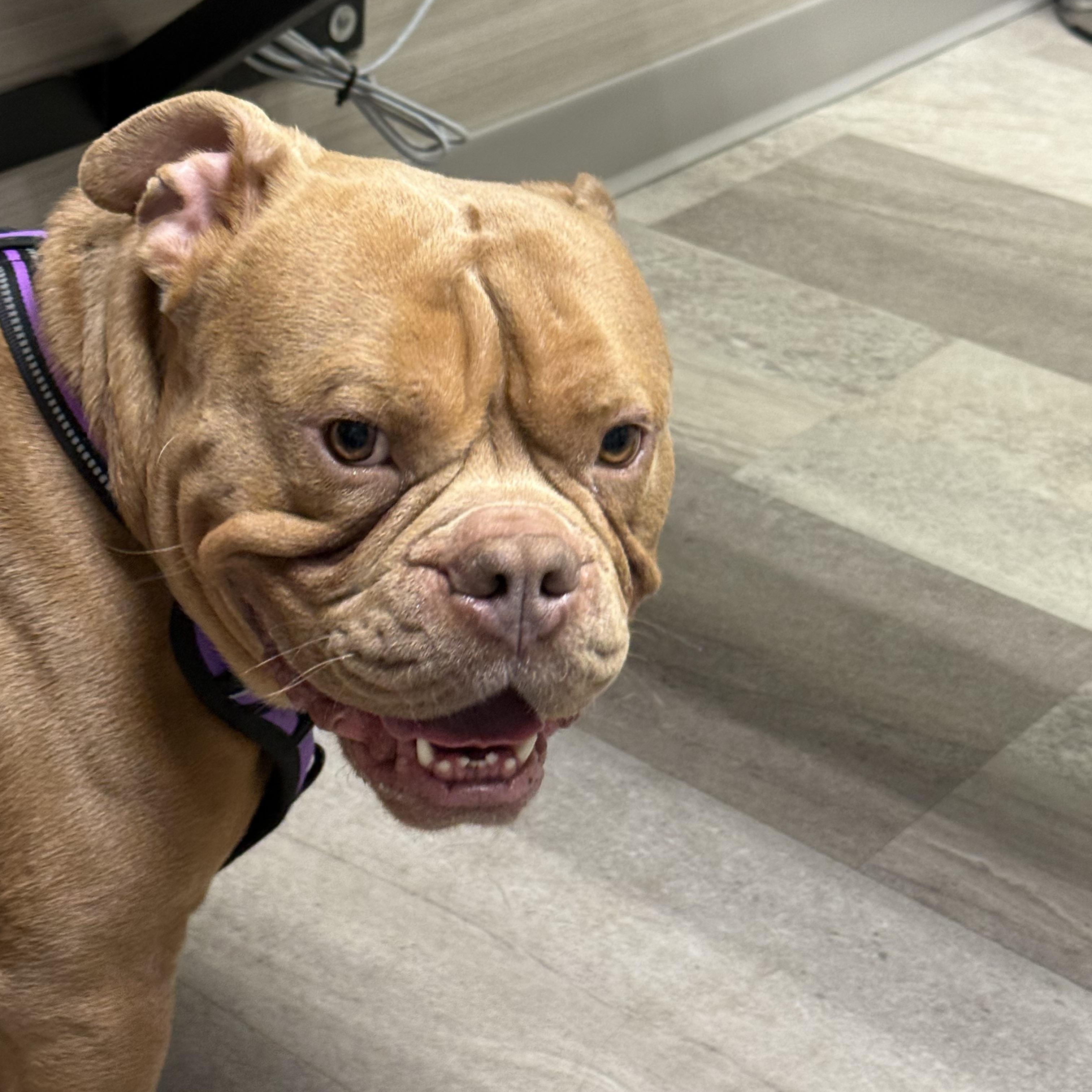 Enlarge Meaty, an adopted mixed breed in Grand Haven, MI image 3/5