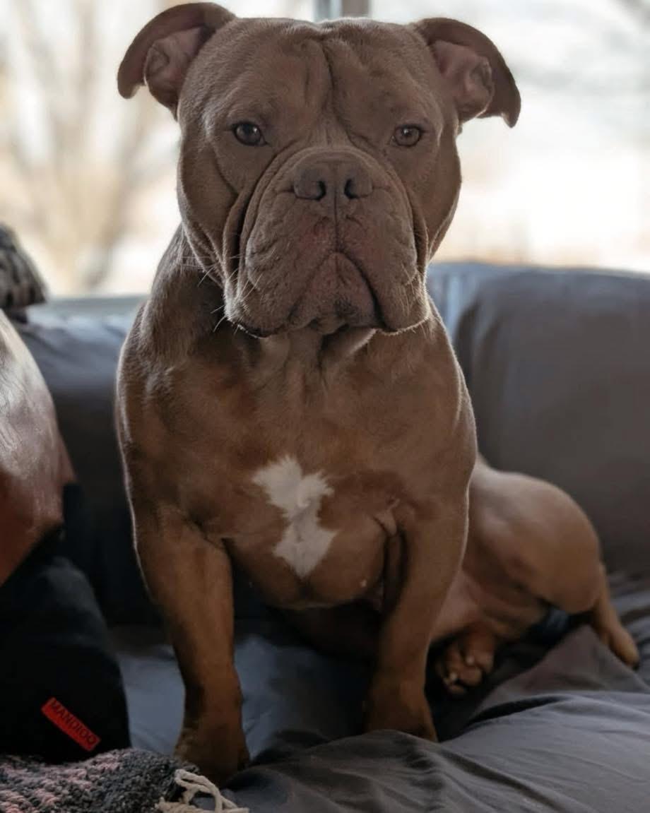 Enlarge Meaty, a ADOPTABLE mixed breed in Grand Haven, MI image 3/3