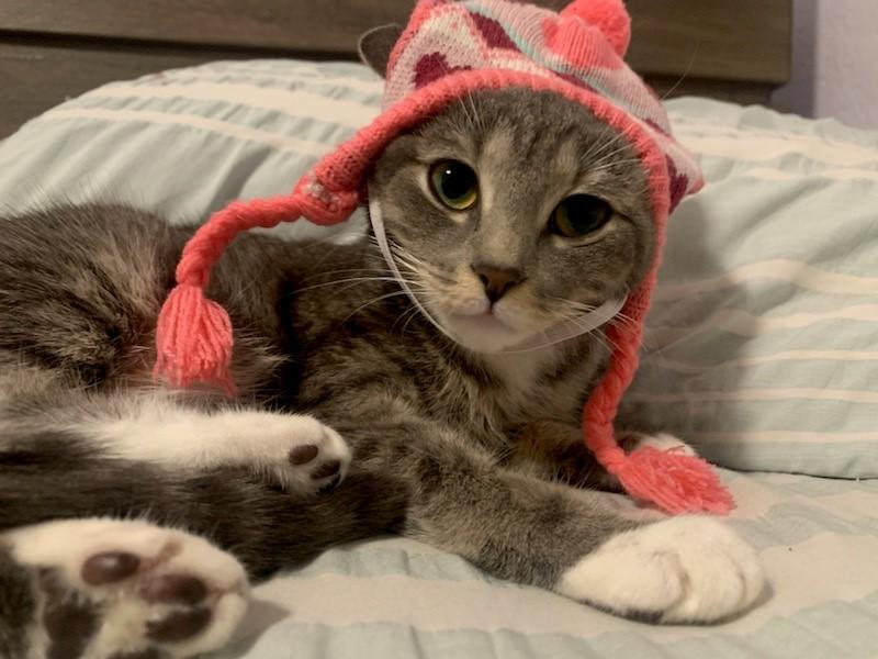 Snowy, a Adopted Domestic Short Hair in Paterson, NJ image 1/2