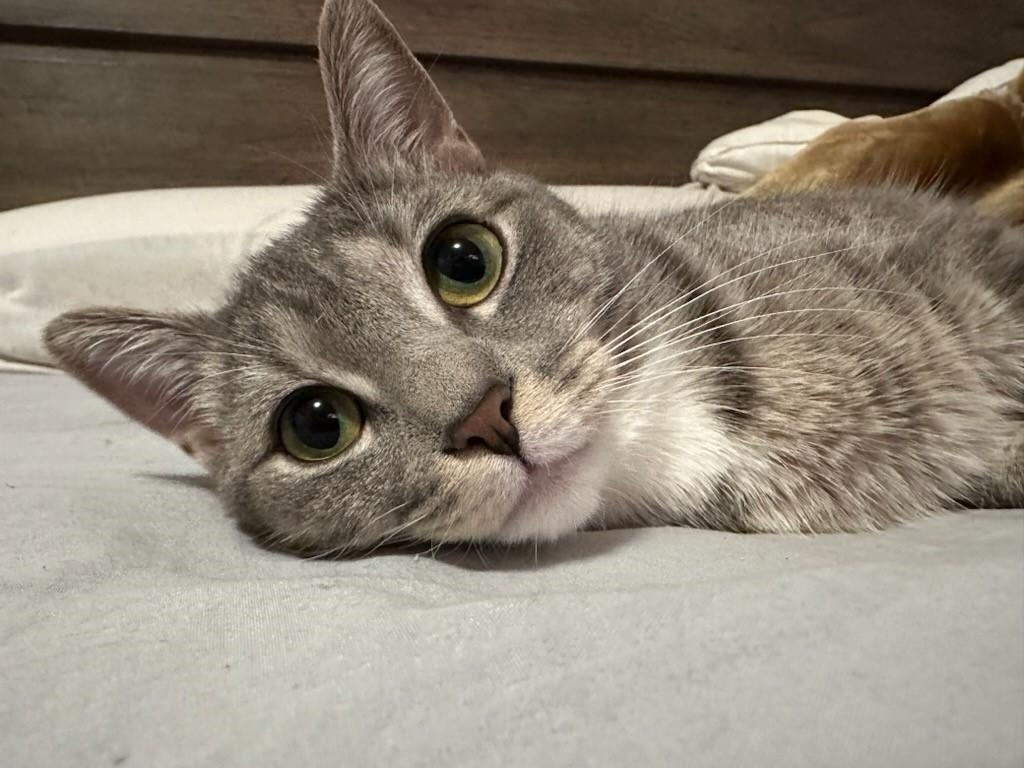 Snowy, a Adopted Domestic Short Hair in Paterson, NJ image 2/2