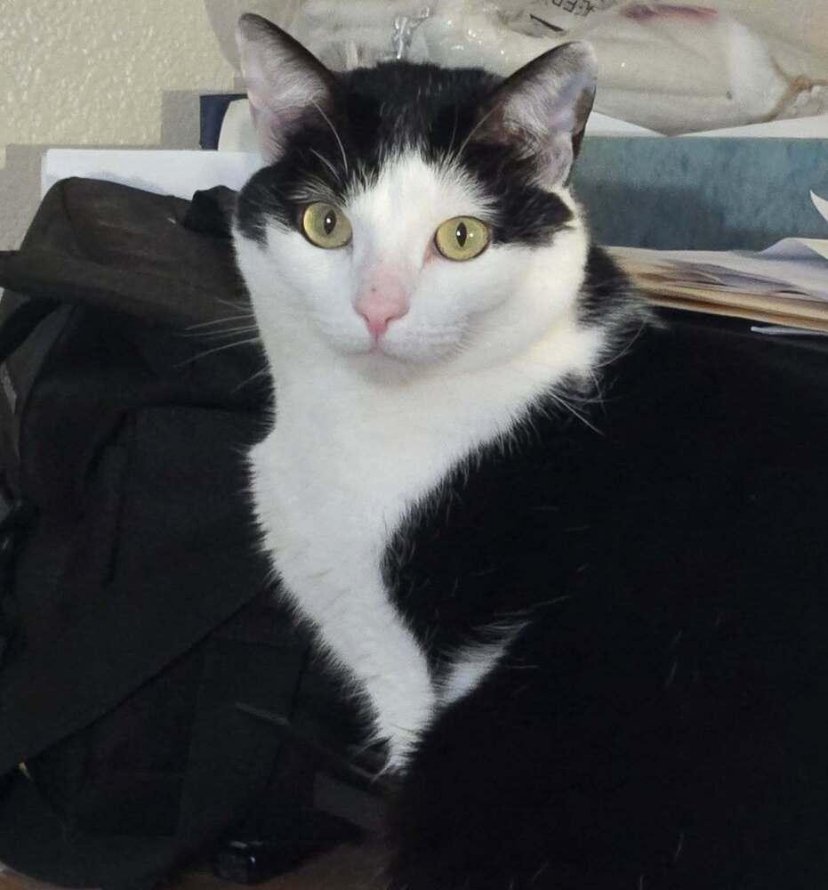 Pebbles, Adoptable, Young Female American Shorthair.